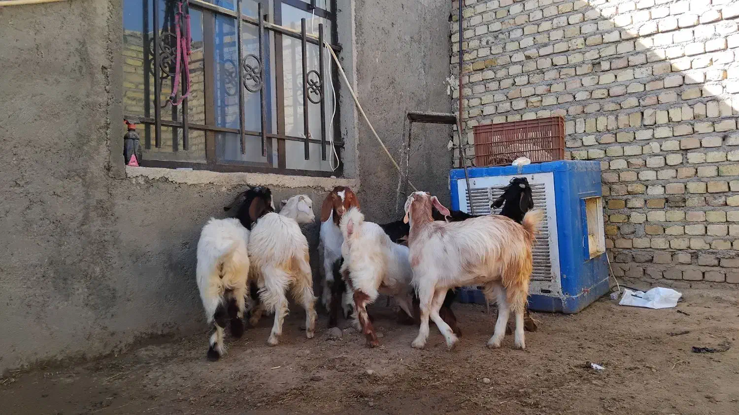 بزغاله چاق|حیوانات مزرعه|کرج, شهرک رازی (حصارک)|دیوار