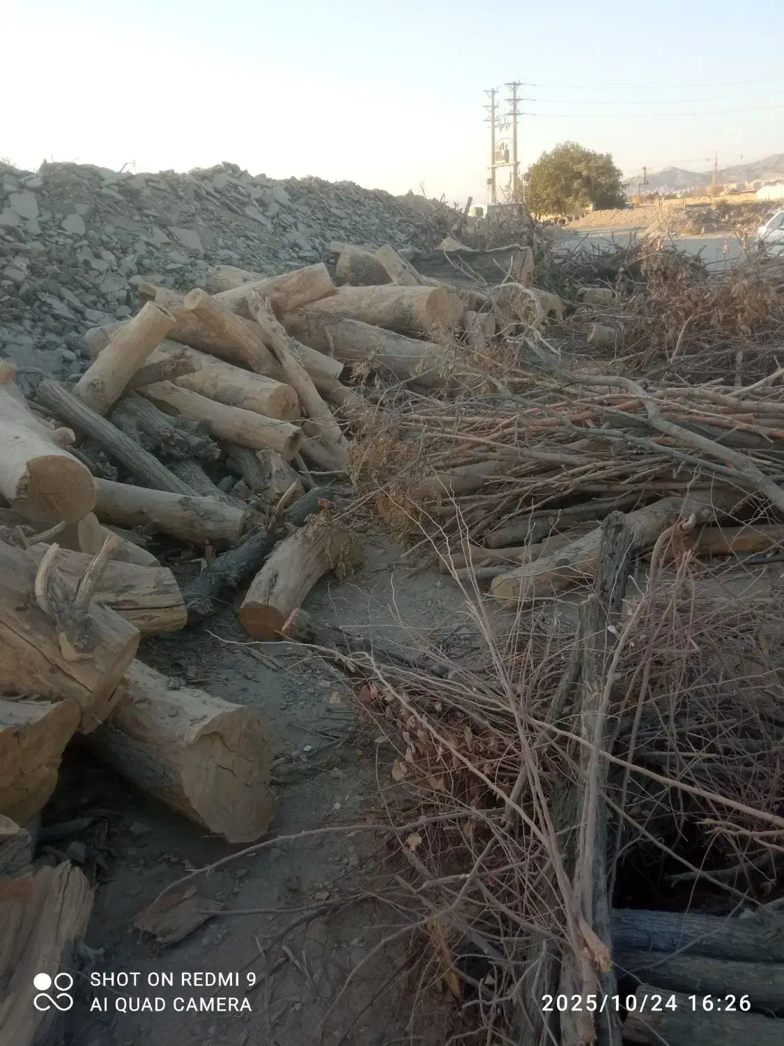 بزرگترین مرکز خرید و فروش  درخت و هرس|خدمات باغبانی و درختکاری|اسلام‌شهر, زرافشان|دیوار