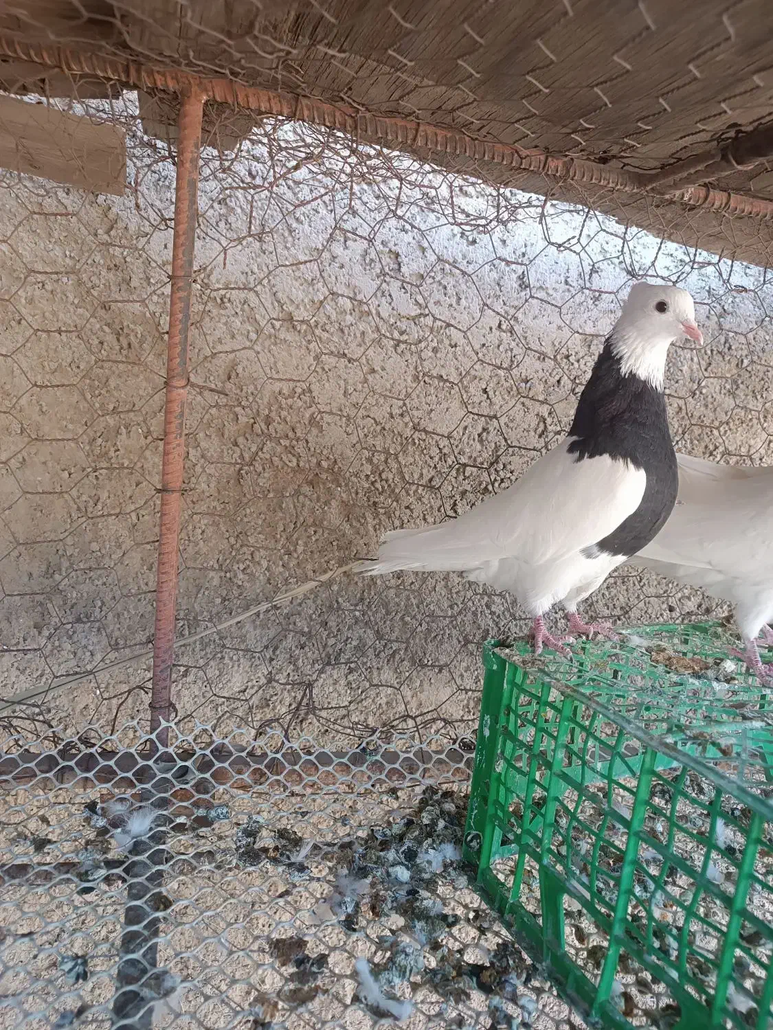 طوقی ماده|پرنده|سیروان, |دیوار