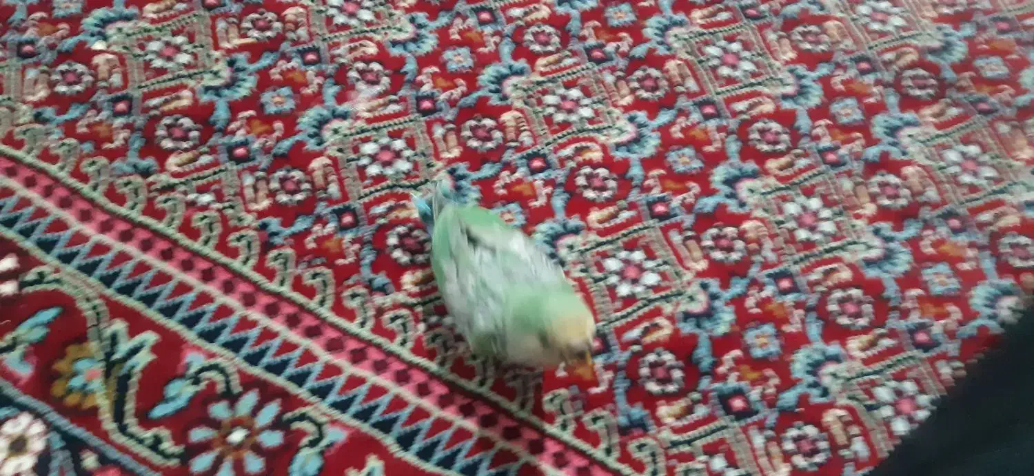 طوطی گمشده|حیوانات|اردبیل, |دیوار