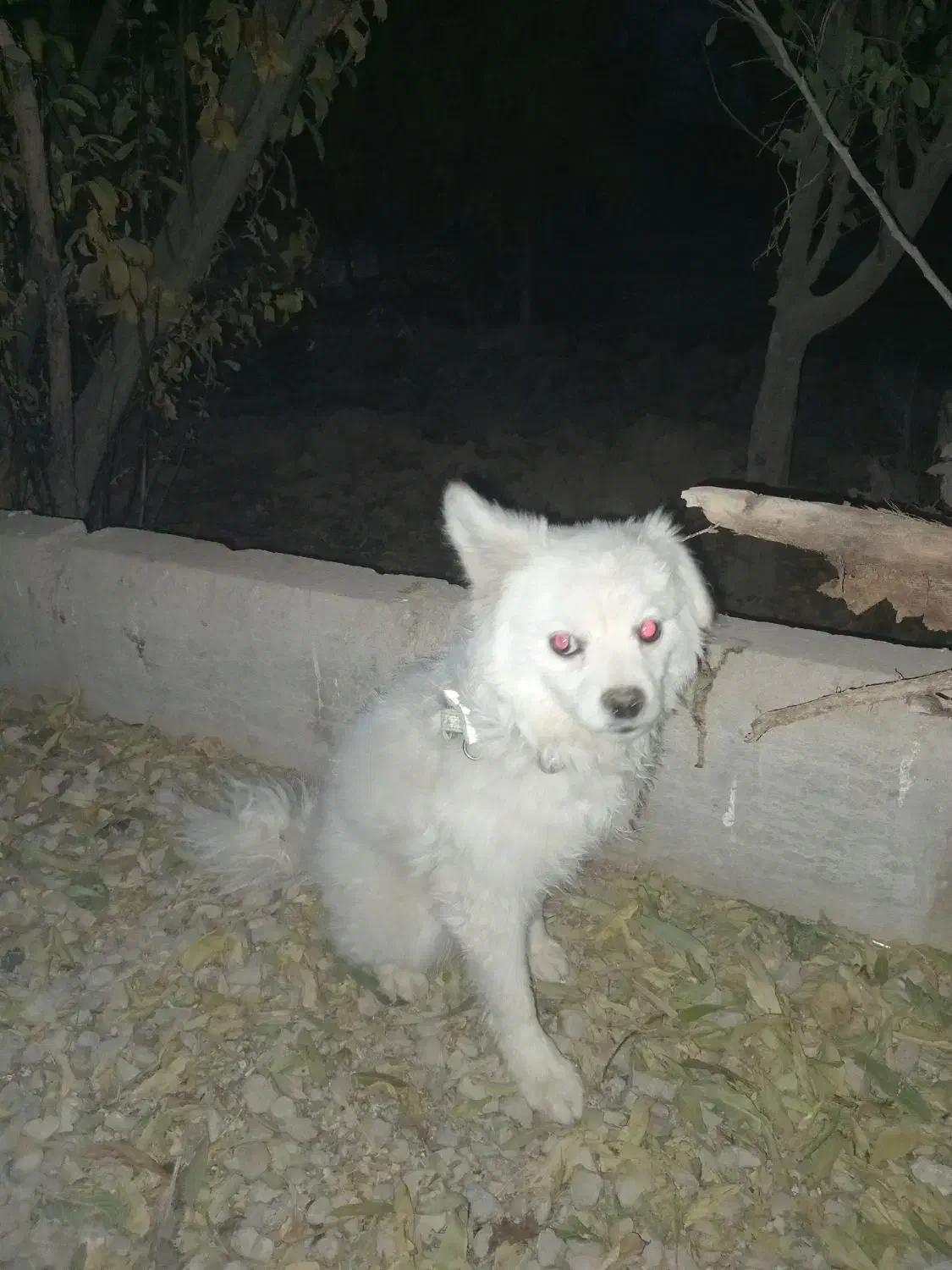 سگ پاکوتاه حرف گوش جا گذاشتم|سگ|رباطکریم, رباطکریم|دیوار