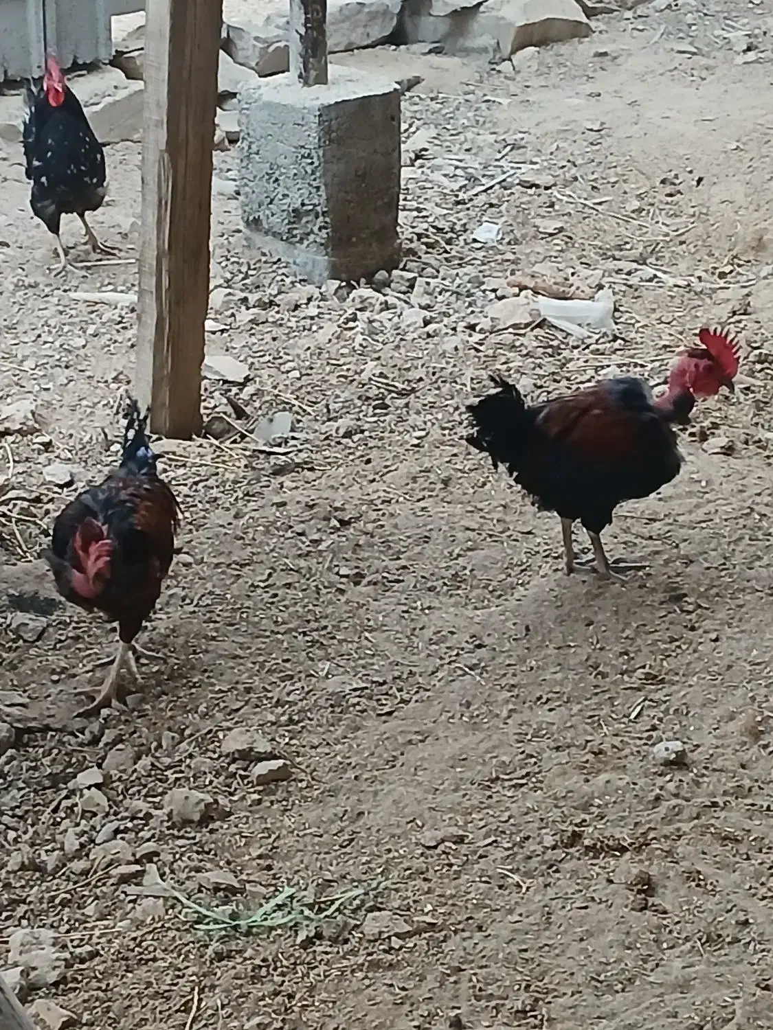 خروس وتخم مرغ|حیوانات مزرعه|چمران, |دیوار