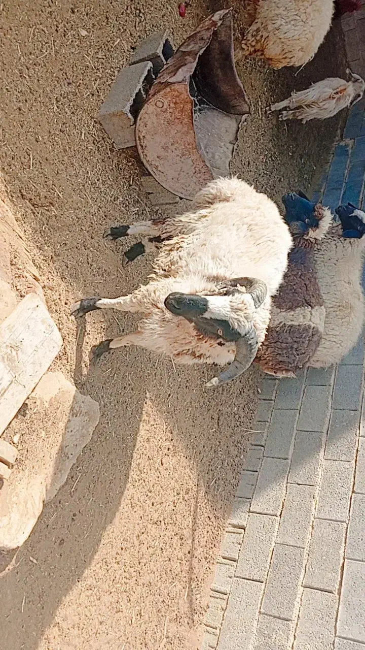 بره نر|حیوانات مزرعه|نیریز, |دیوار