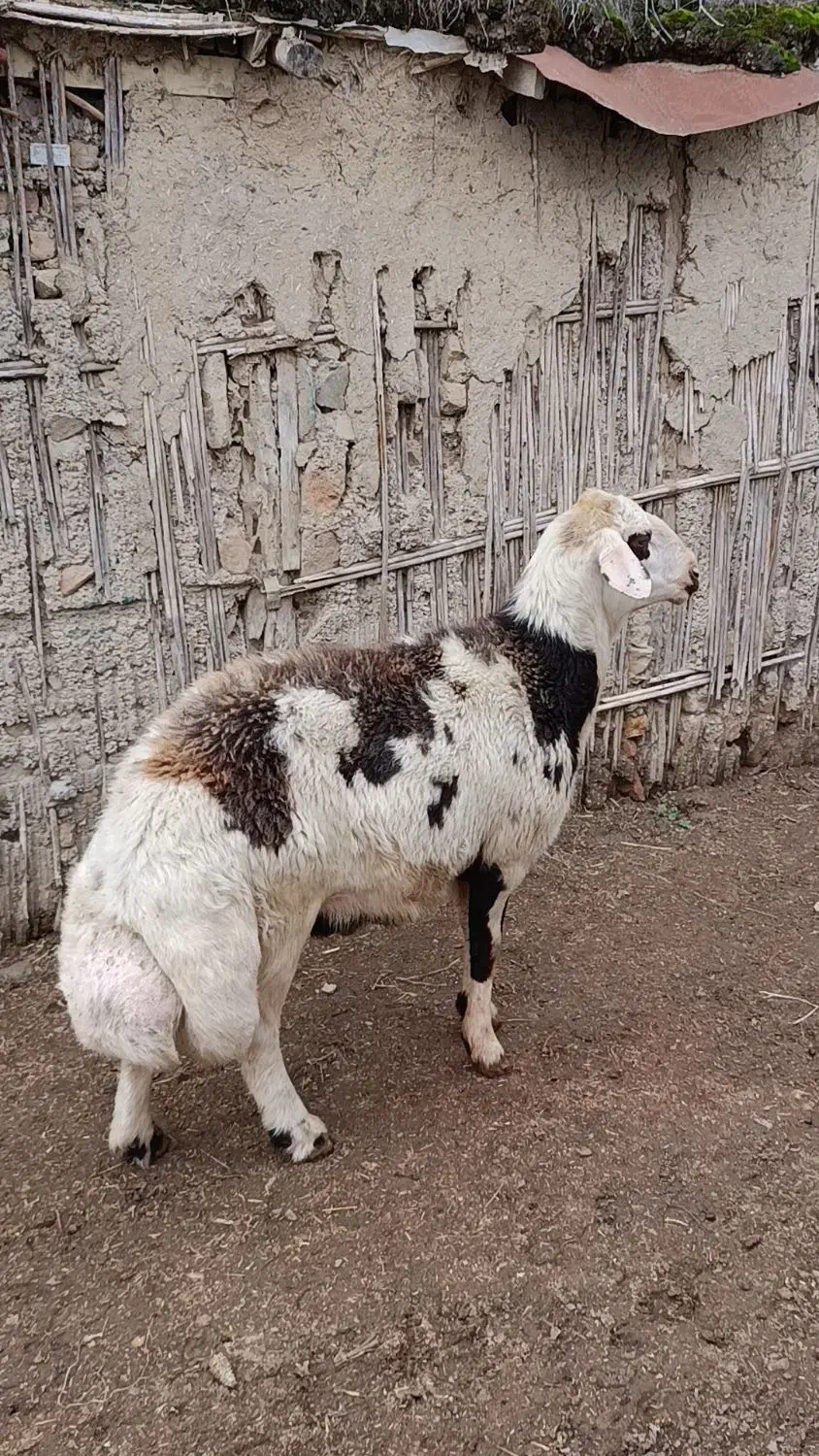 قوچ پلنگی دوساله به شرط راندن|حیوانات مزرعه|سیمین شهر, |دیوار