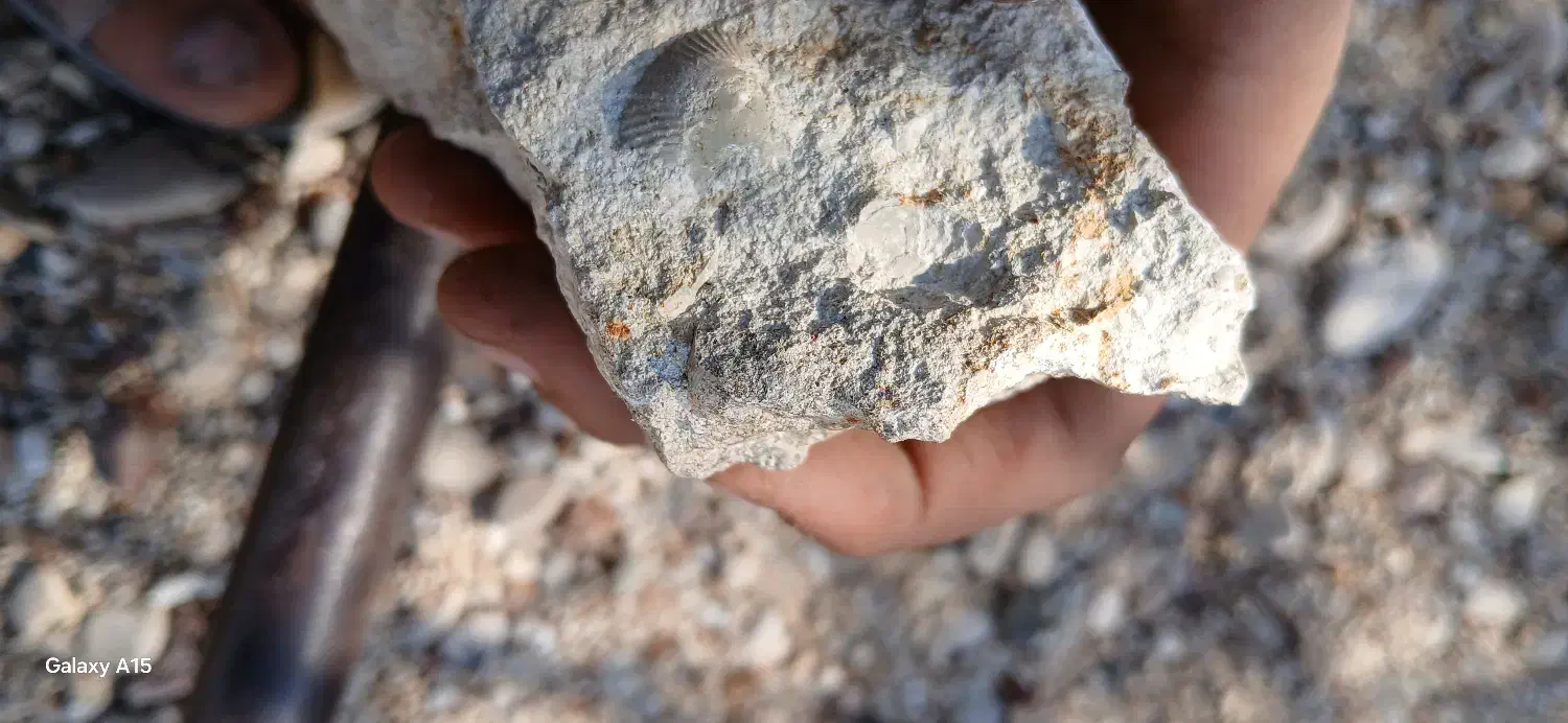 سنگ فسیل|کلکسیون اشیاء عتیقه|فیروزآباد (فارس), |دیوار