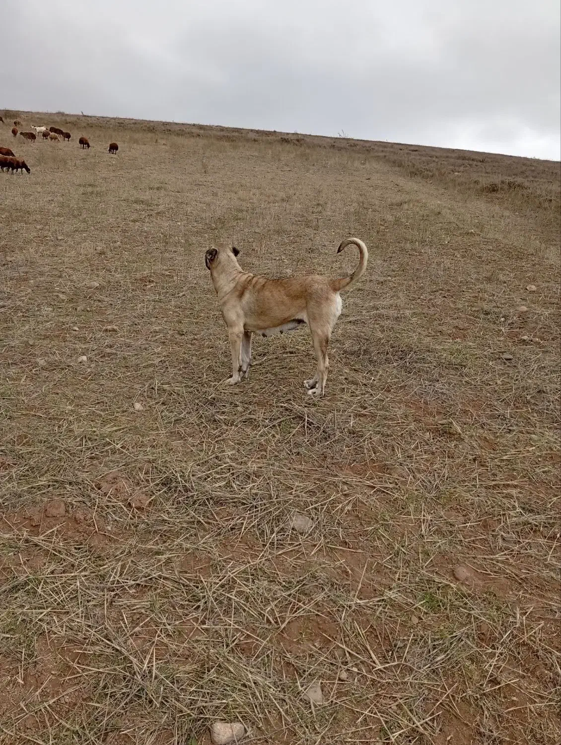 ماده سرابی|سگ|اردبیل, |دیوار