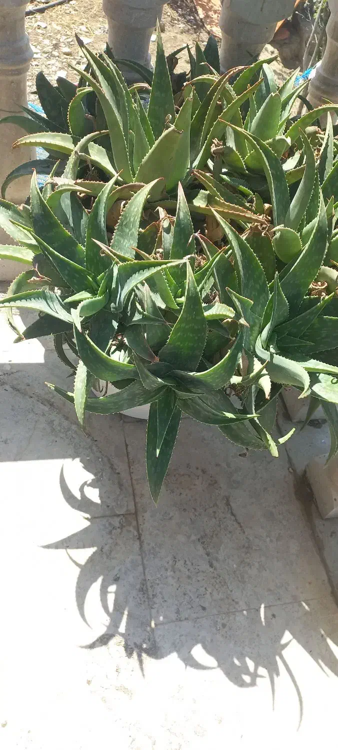 فروش گل آلوورا|گل و گیاه طبیعی|ماسال, |دیوار