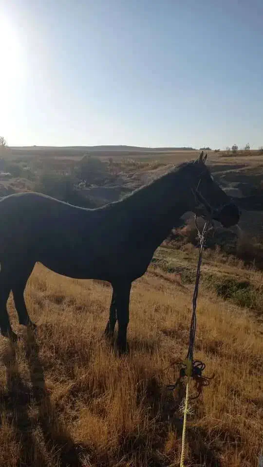 فروشی|اسب و تجهیزات اسب‌سواری|سقز, |دیوار