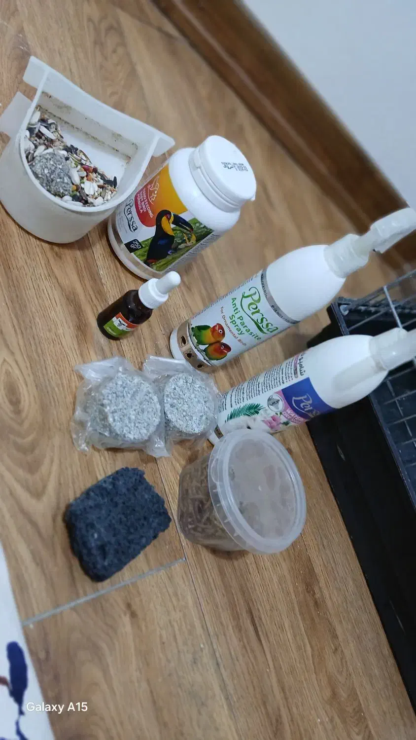 چهار عدد عروس هلندی|پرنده|تهران, شهرک آسمان|دیوار