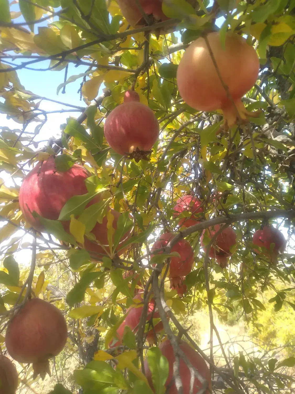 انار دانه قرمز|خوردنی و آشامیدنی|بختگان, |دیوار