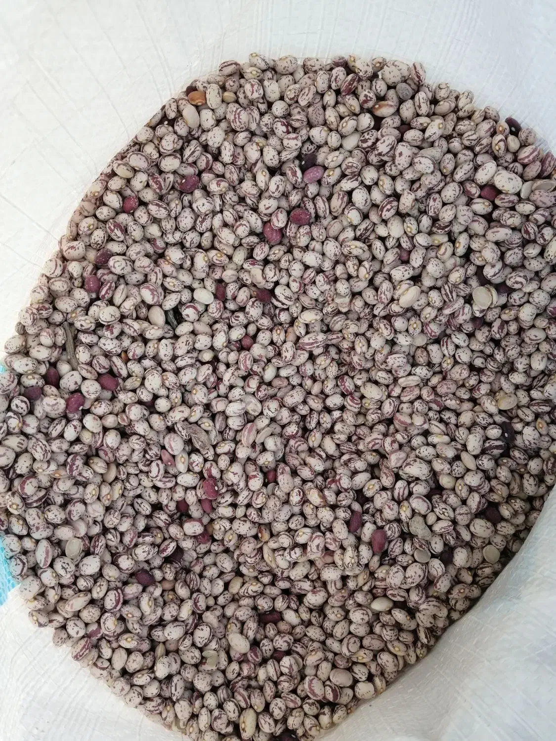 فروش لوبیا چیتی دهبید تمیز و درجه یک|عمدهفروشی|خرم بید, |دیوار