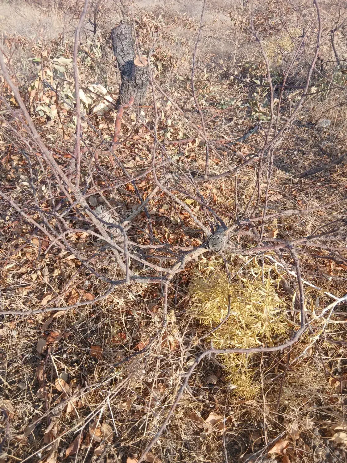 فروش چوب سیب باقیمانده هرس کلی|خدمات باغبانی و درختکاری|شیراز, حومه شیراز|دیوار