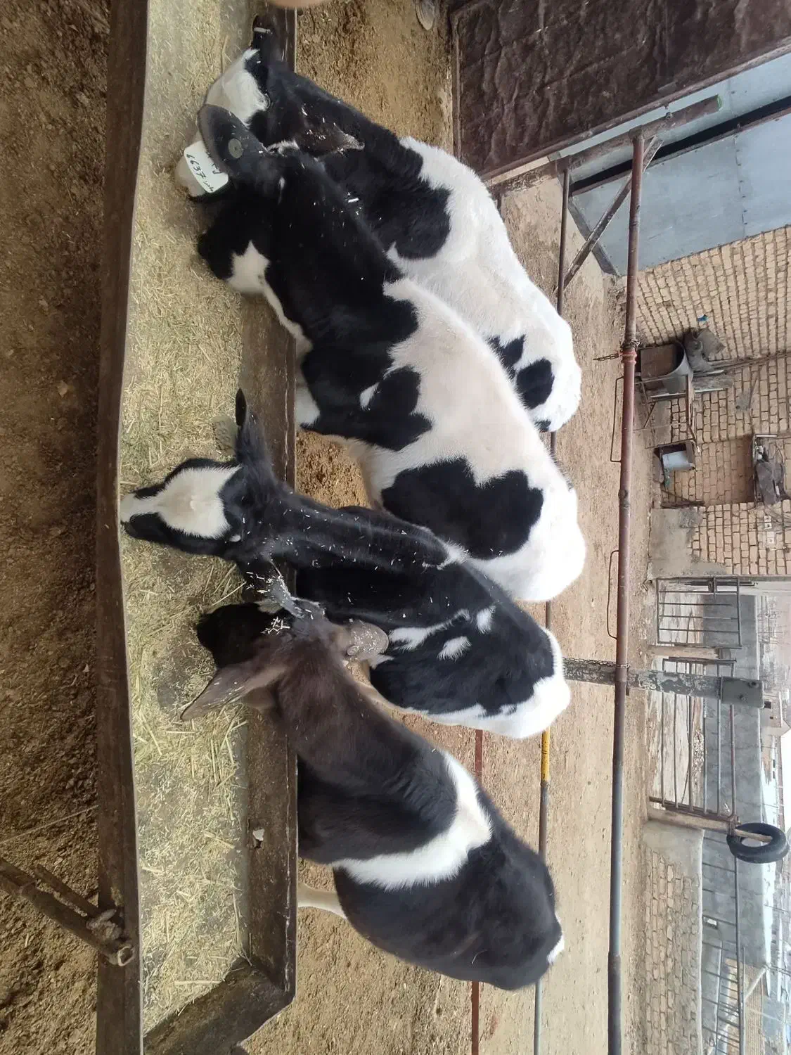 گوساله هولشتاین|حیوانات مزرعه|خنجین, |دیوار