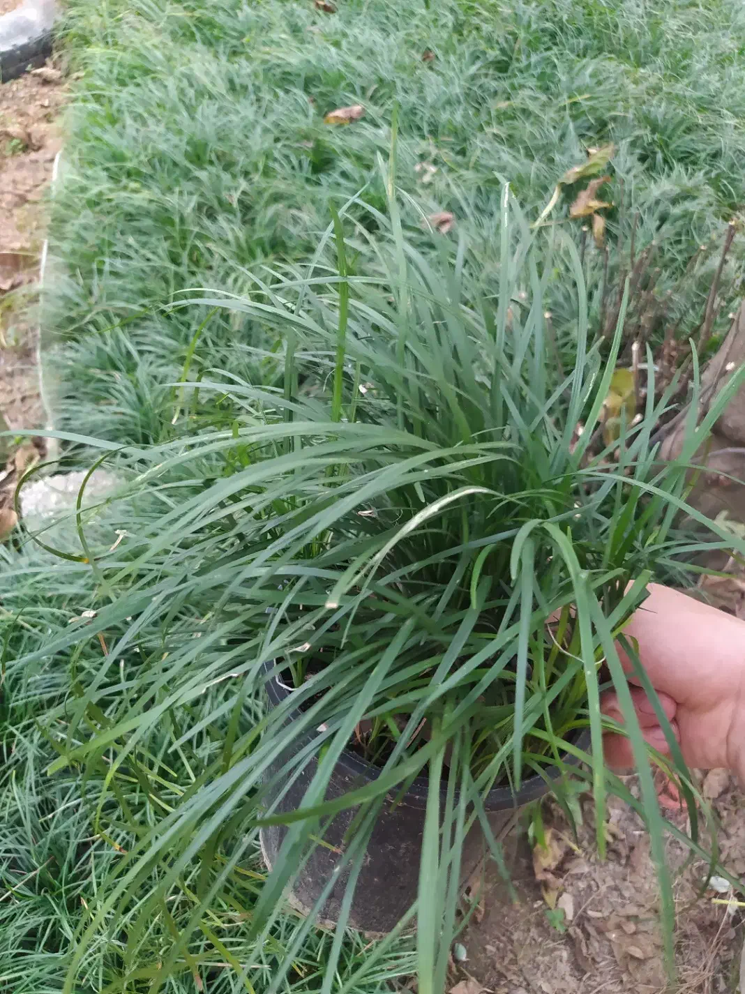 گل و گیاه چمن یال اسبی|خدمات باغبانی و درختکاری|کتالم و سادات شهر, |دیوار