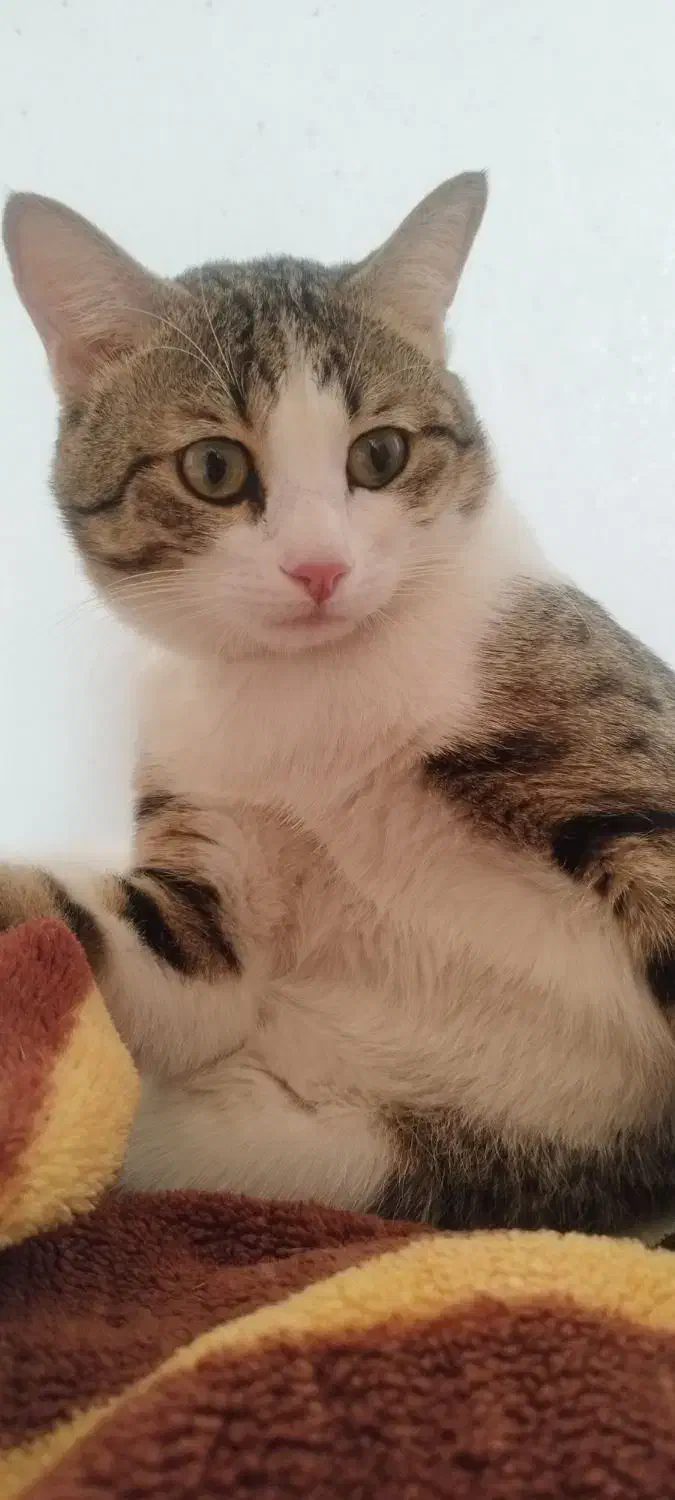 واگذاری گربه|گربه|شیراز, طلاب|دیوار