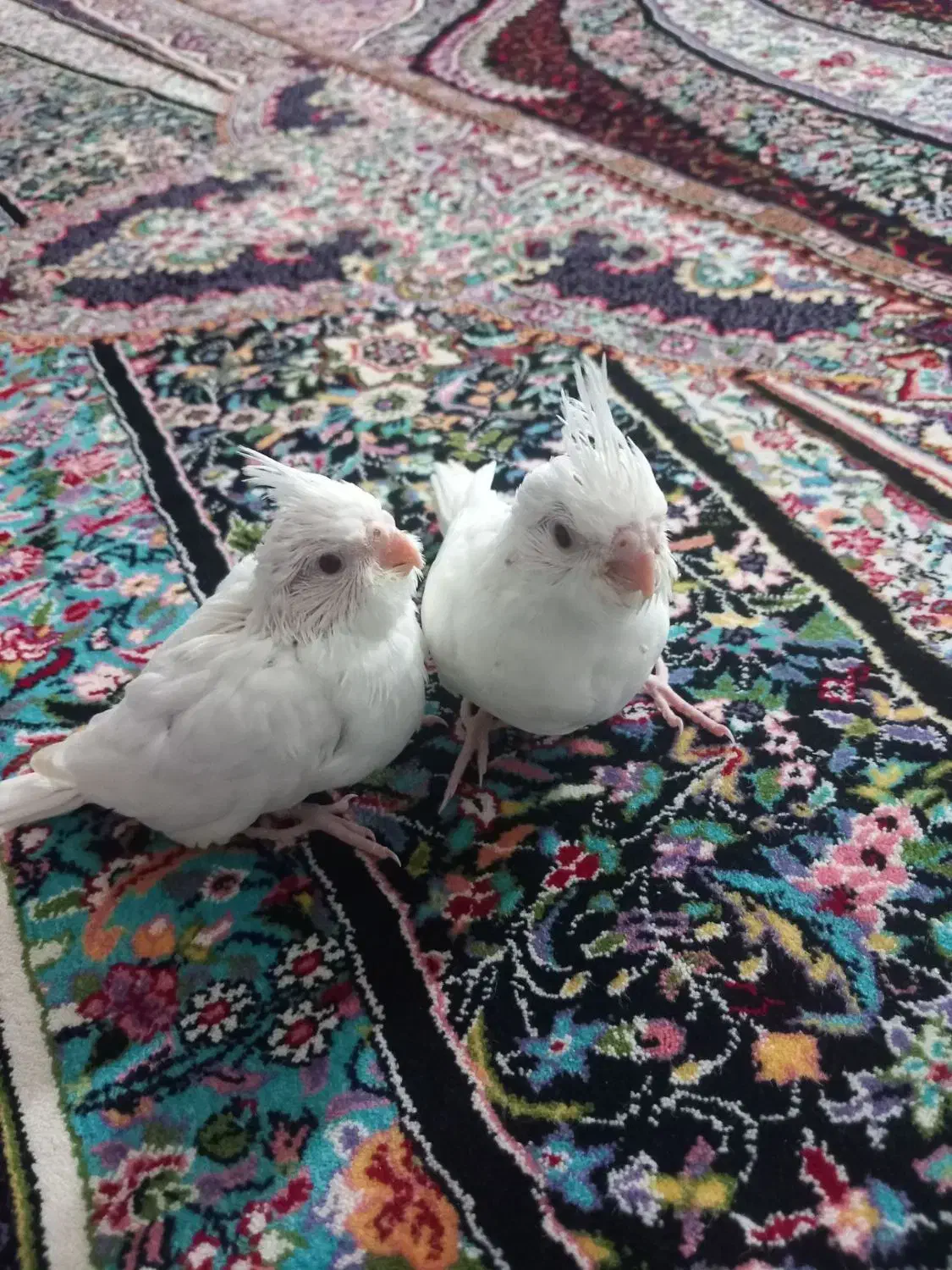 جوجه عروس هلندی آلبینو|پرنده|مشهد, شهرک بهارستان|دیوار