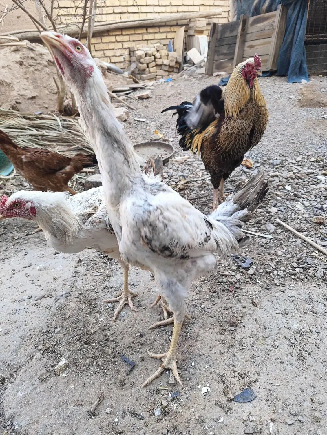 چوری خروس|حیوانات مزرعه|اردکان, |دیوار