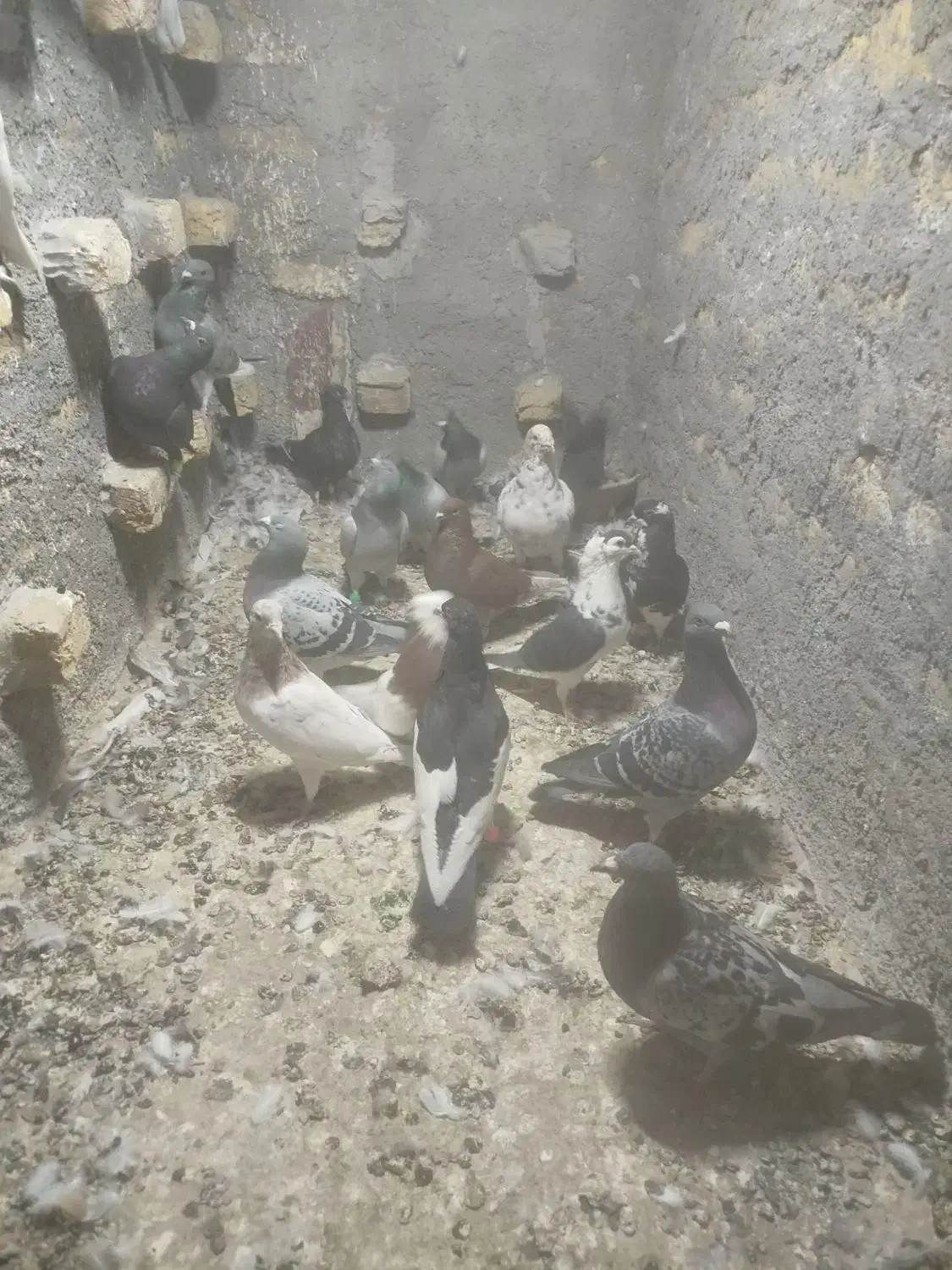 کفتر زدوخوردی فریمان|پرنده|فریمان, |دیوار