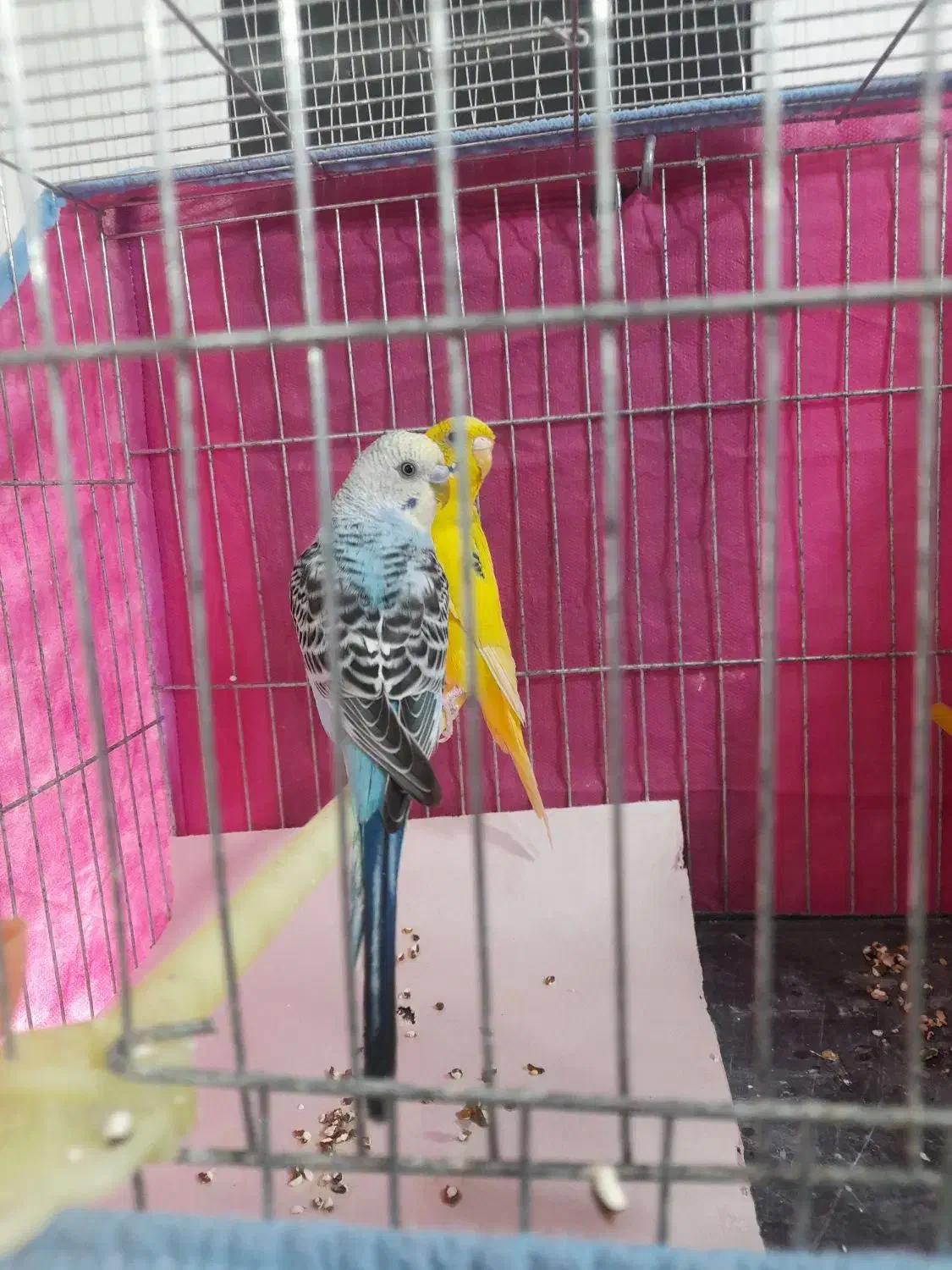 مرغ عشق رنگی خوشکل،نروماده،جوان،ماده زرد نرآبی|پرنده|رشت, سلیمانداراب|دیوار