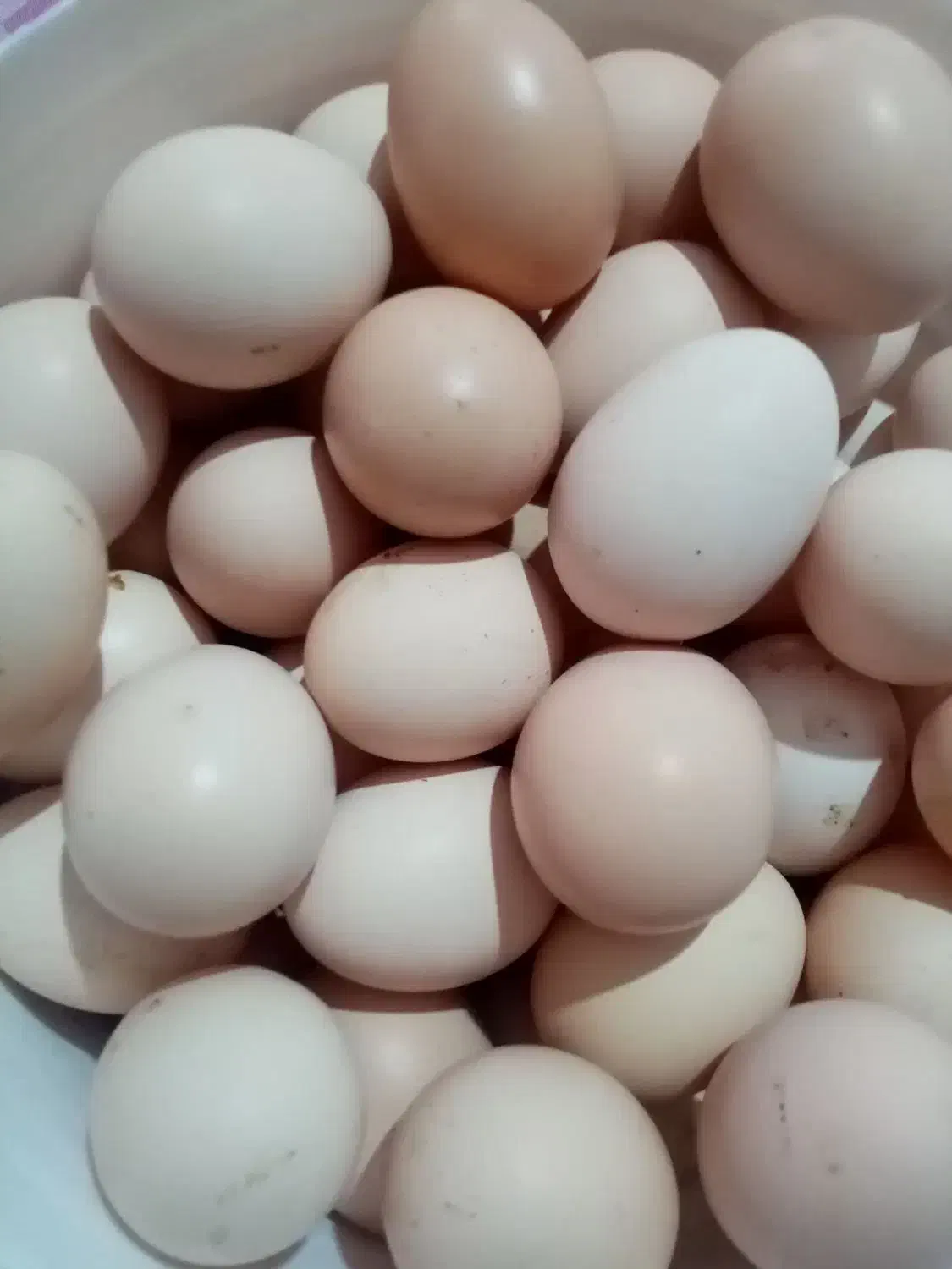 یومورتا درجه یک تازه|خوردنی و آشامیدنی|زنجان, |دیوار