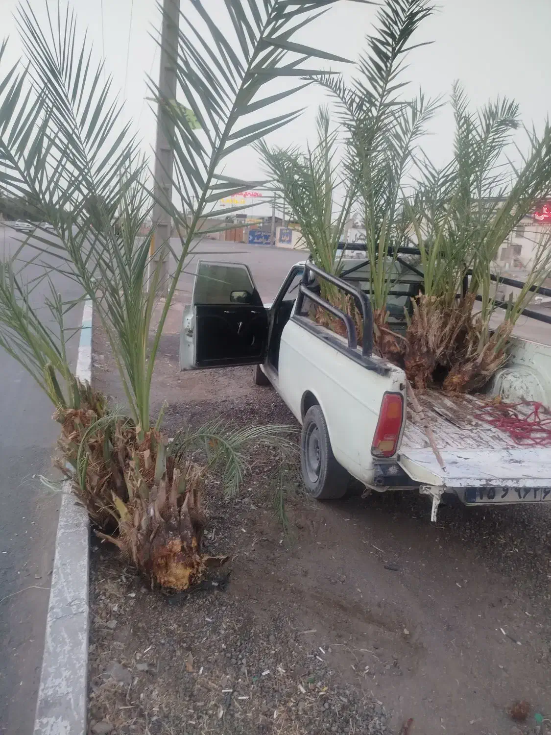 فروش پاجوش و نخل بزرگ|خدمات باغبانی و درختکاری|آران و بیدگل, |دیوار