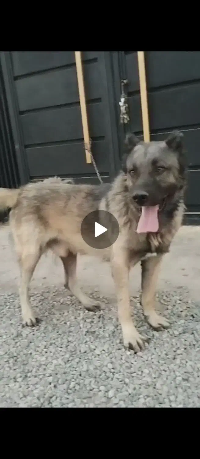 سگ سرابی|حیوانات|رباط‌کریم, رباط‌کریم|دیوار