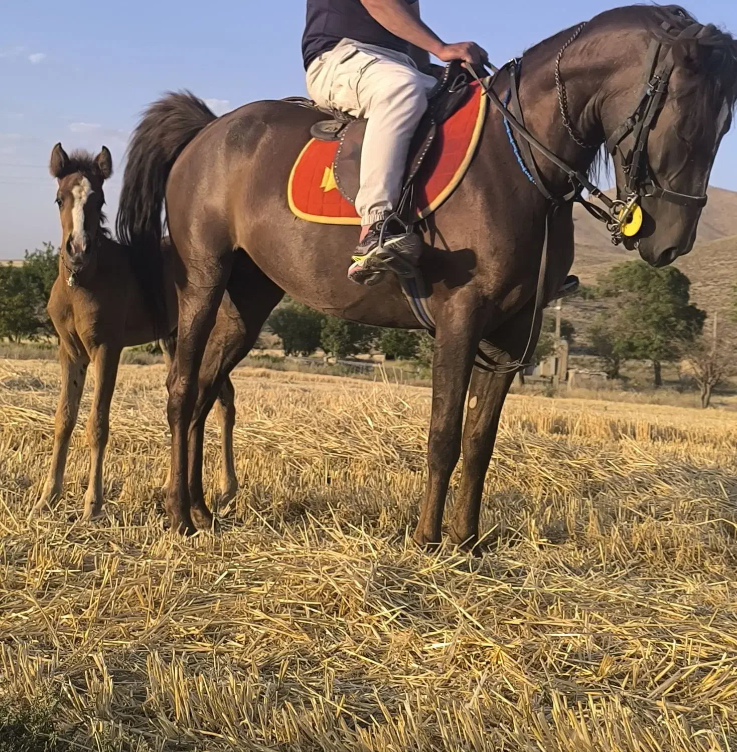 اسب مادیان|اسب و تجهیزات اسب‌سواری|گل تپه, |دیوار