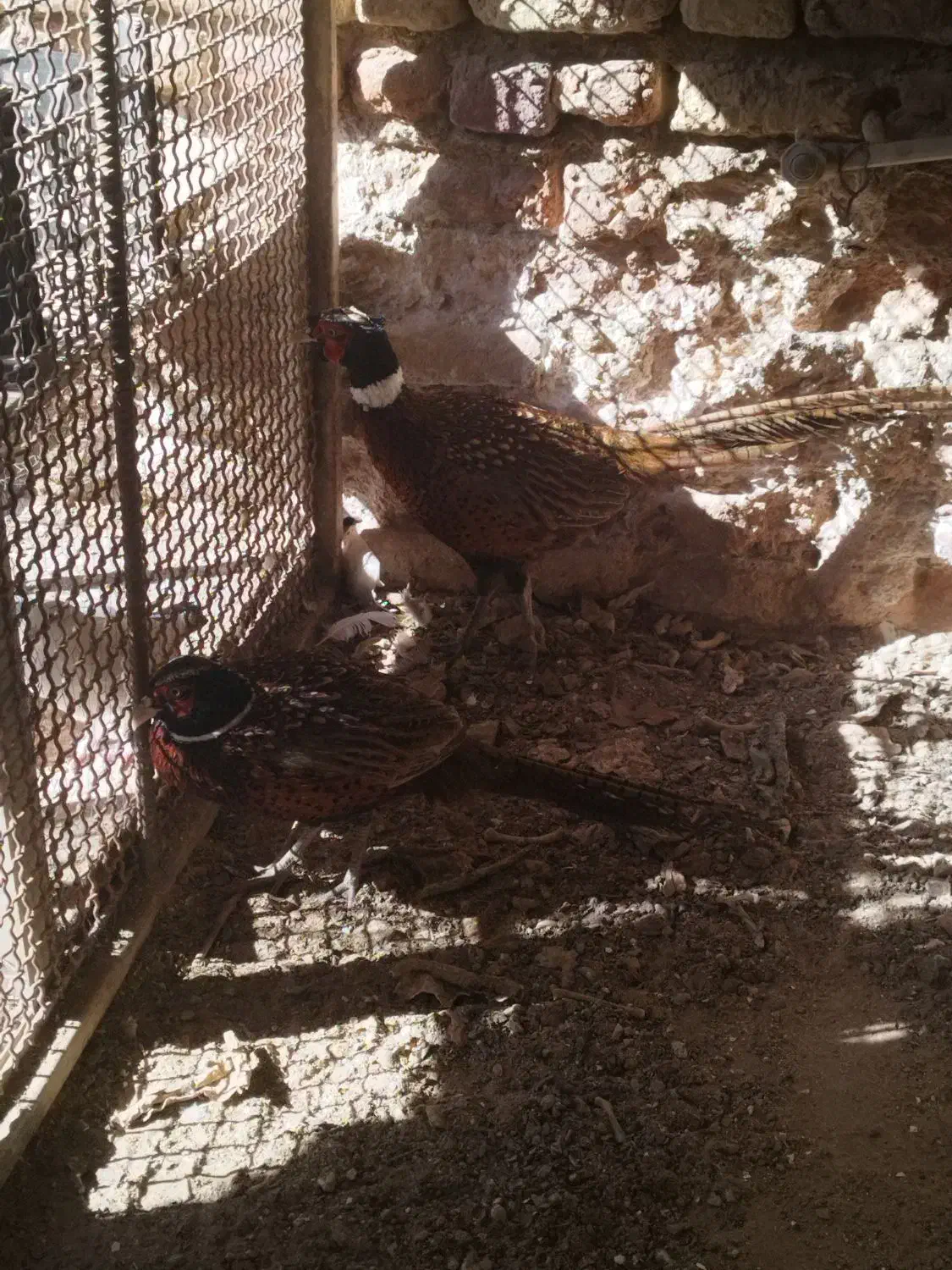 پرنده زینتی|پرنده|زرند, |دیوار