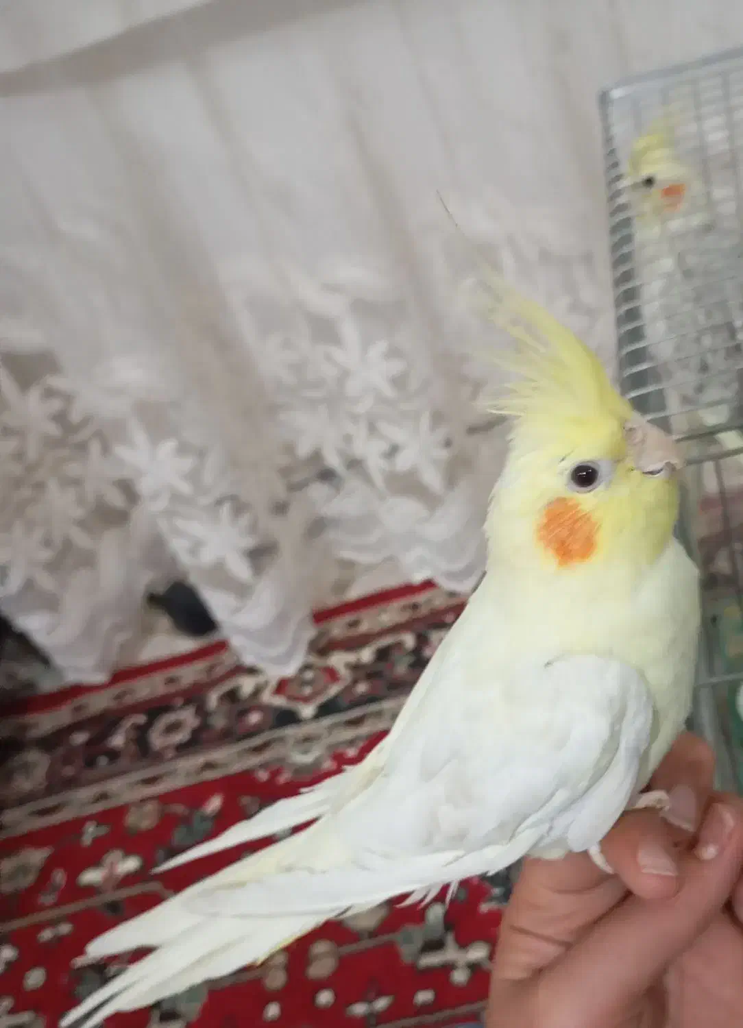 یک جفت عروس هلندی اهلی|پرنده|ملکان, |دیوار