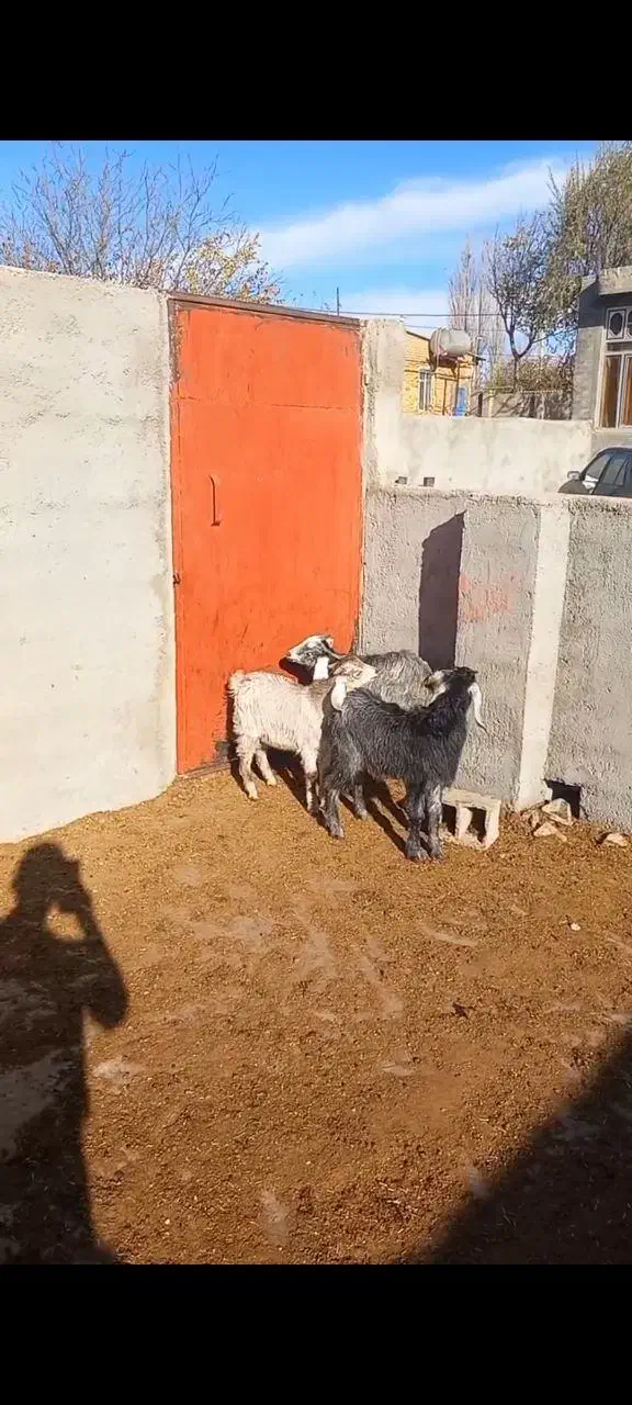 بزغاله|حراج|سمنان, |دیوار