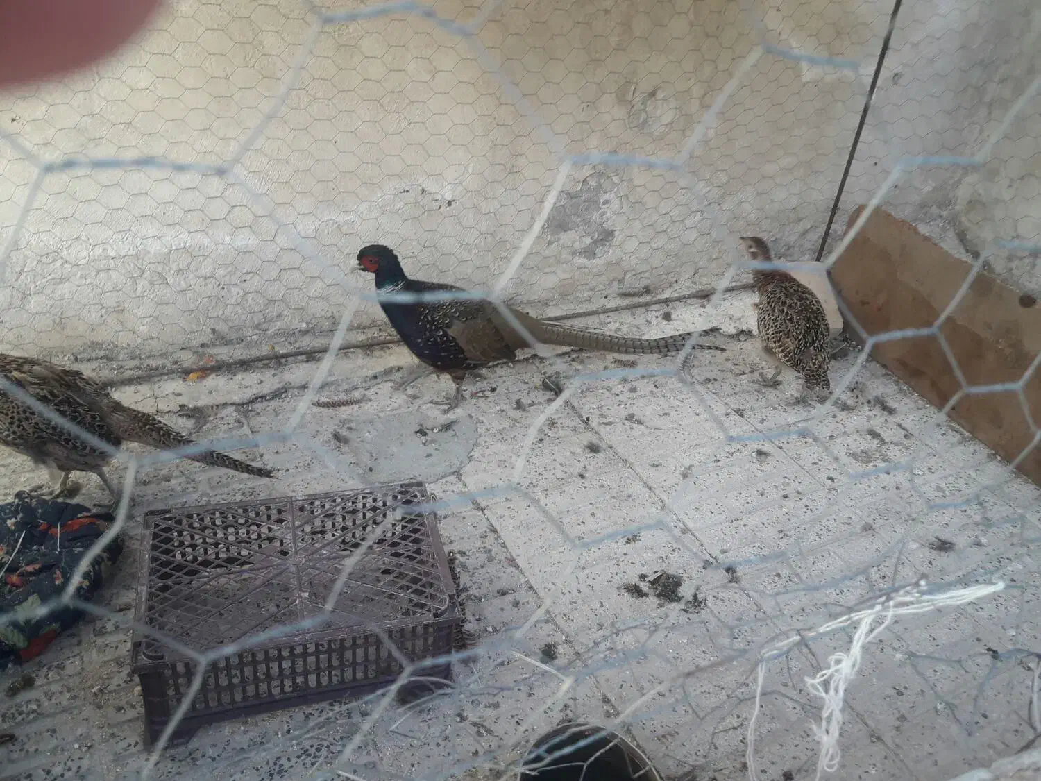 مرغ وخروس امریکایی|پرنده|اردبیل, |دیوار