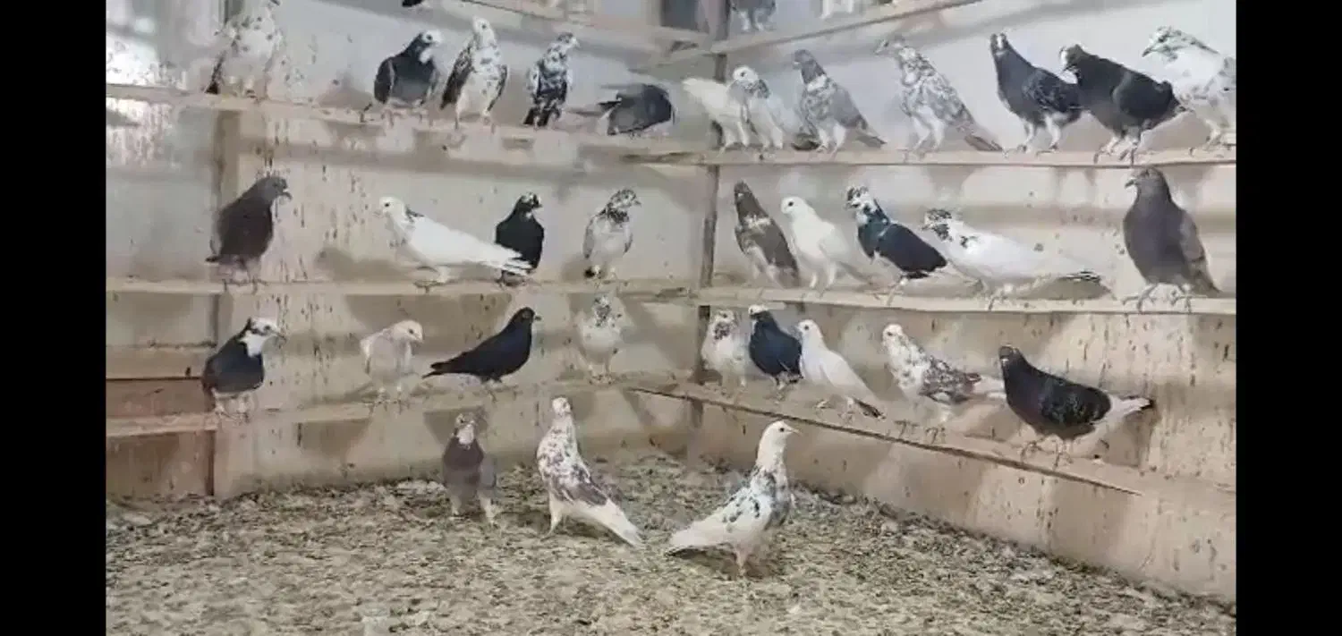کبوتر|پرنده|کوهدشت, |دیوار