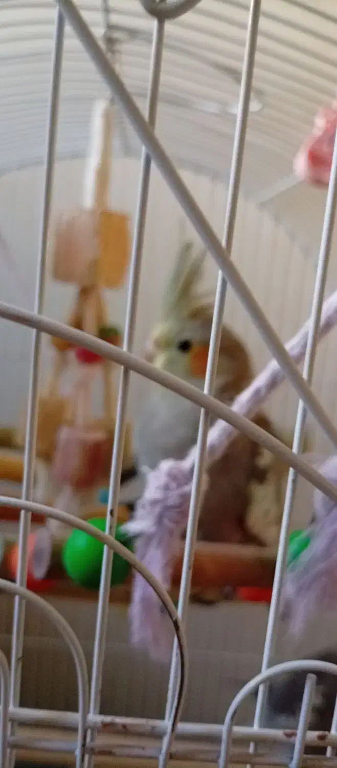 عروس هلندی|پرنده|تبریز, |دیوار