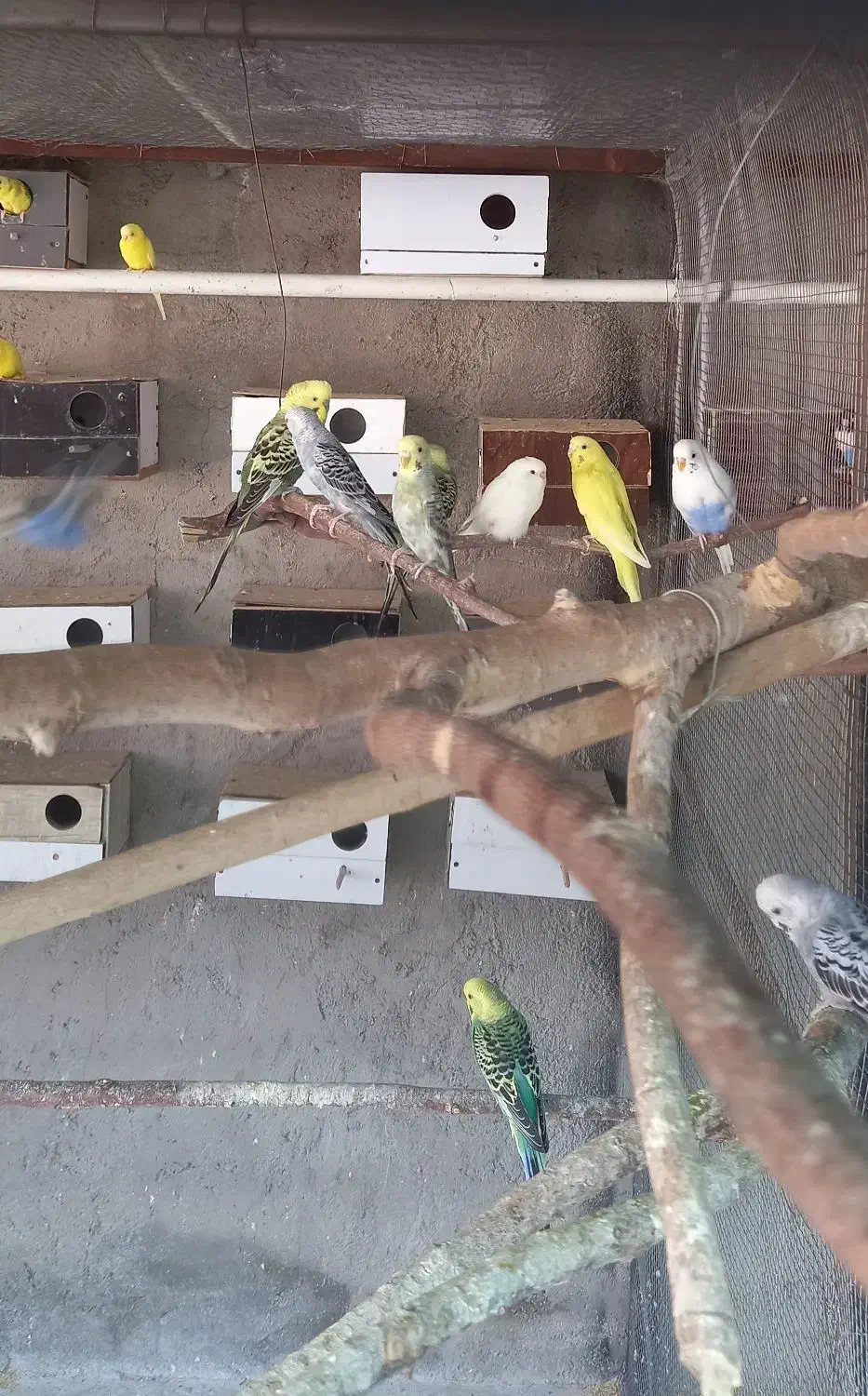 مرغ عشق|پرنده|داراب, |دیوار