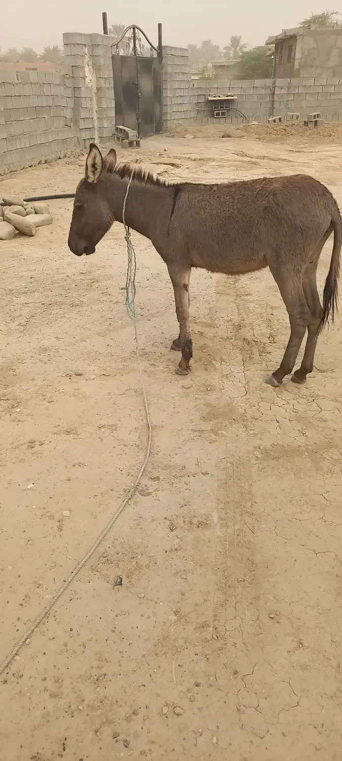 الاغ ماده سالم و جوان|حیوانات مزرعه|میناب, |دیوار