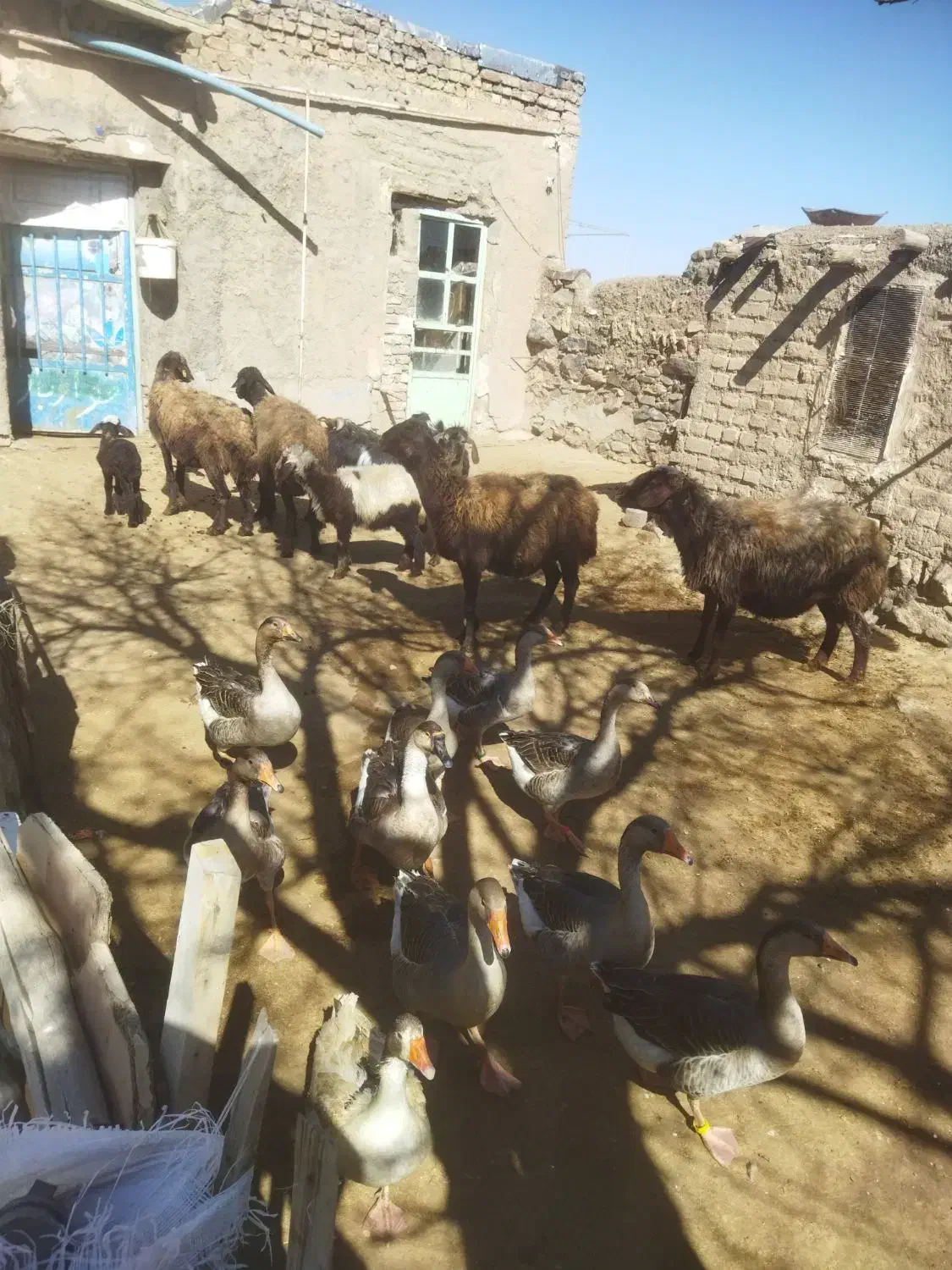 میش بره|حیوانات مزرعه|خنداب, |دیوار