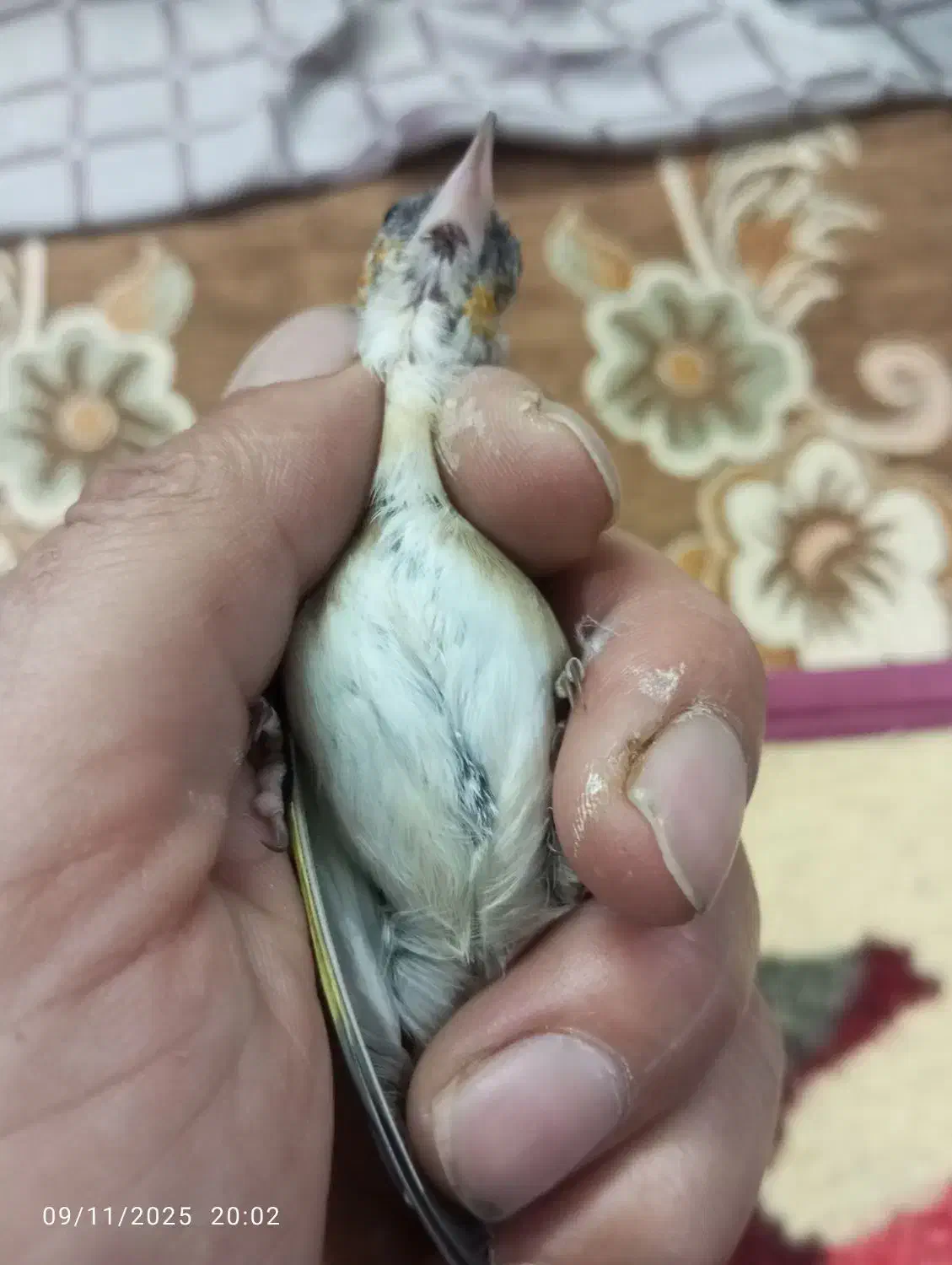 قفس سهره پاییزه|پرنده|بروجرد, |دیوار