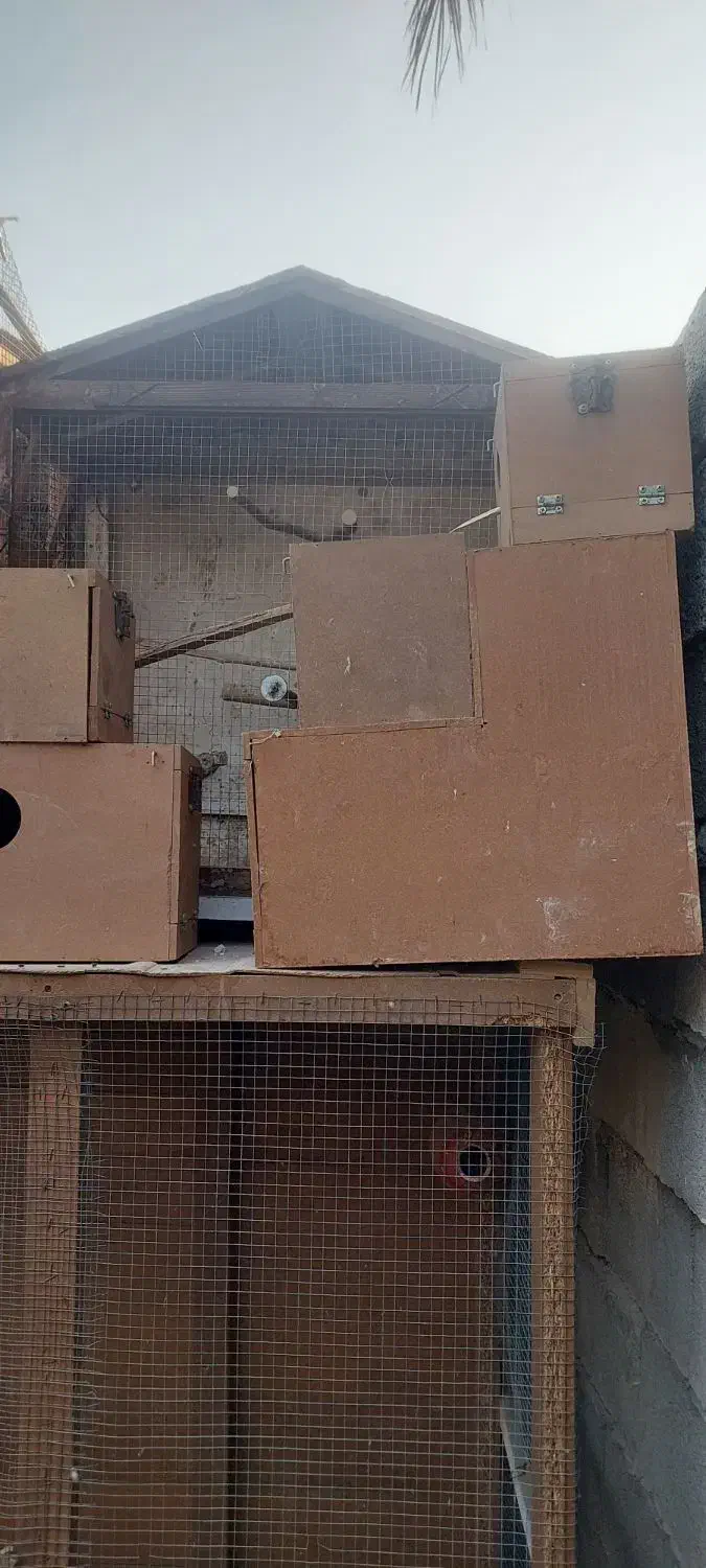 قفس و لانه پرنده|لوازم جانبی حیوانات|ایرانشهر, |دیوار