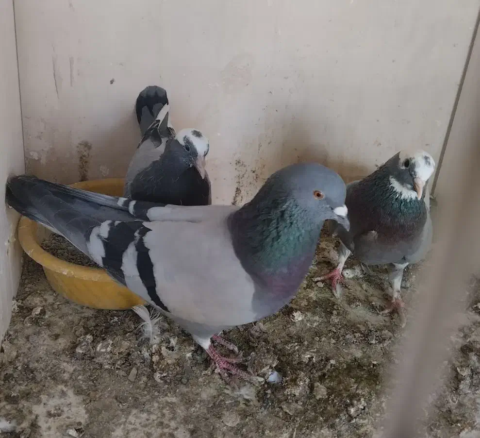 یک جفت سبز و سبز دست سفید عالی|پرنده|پاکدشت, پاکدشت (مامازند)|دیوار