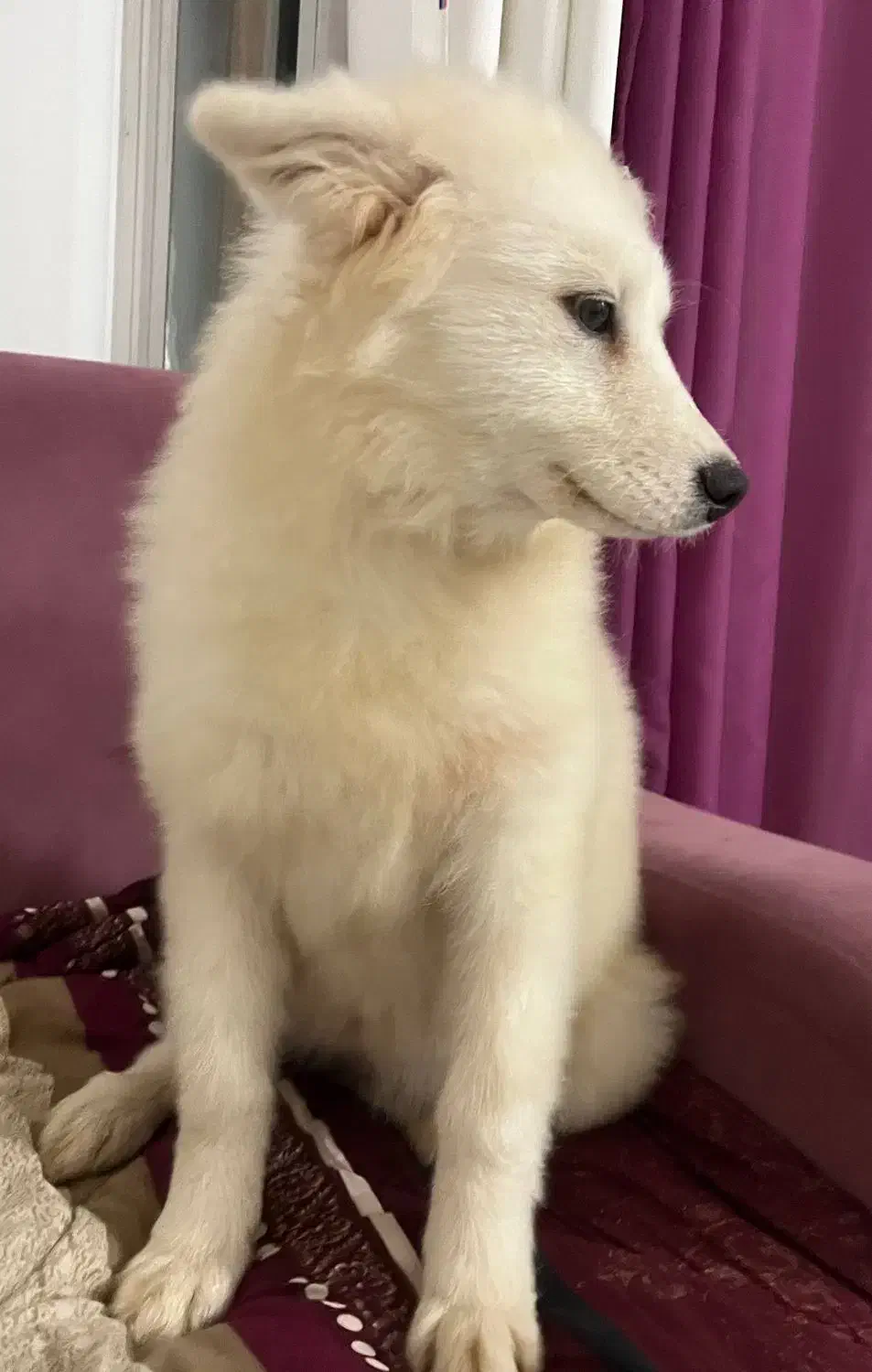 سگ سامویید ۴ ماهه|سگ|لاهیجان, انقلاب|دیوار