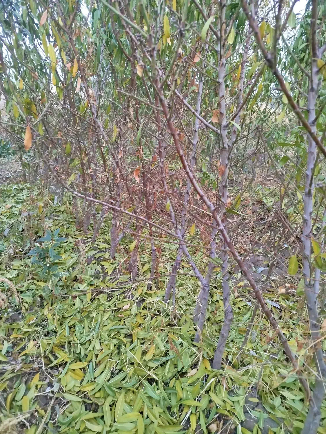 نهال بادام پیوندی|خدمات باغبانی و درختکاری|ملکان, |دیوار