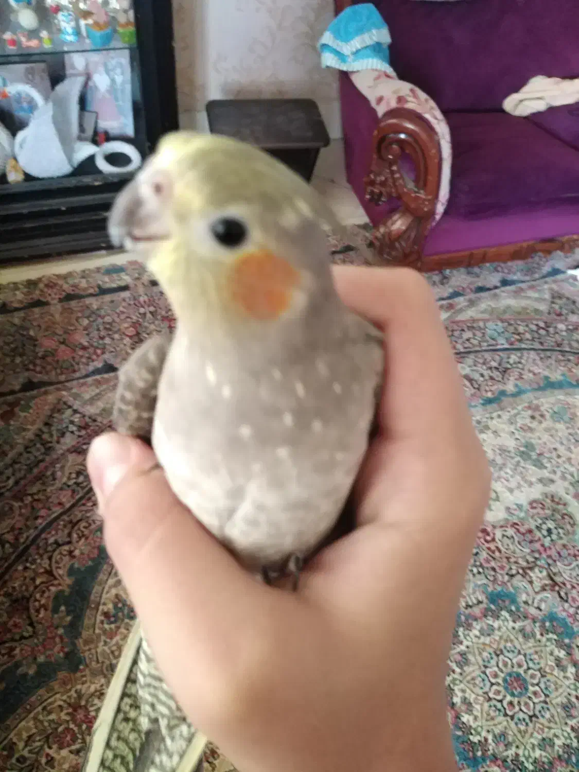 فروش طوطی|پرنده|بجنورد, |دیوار