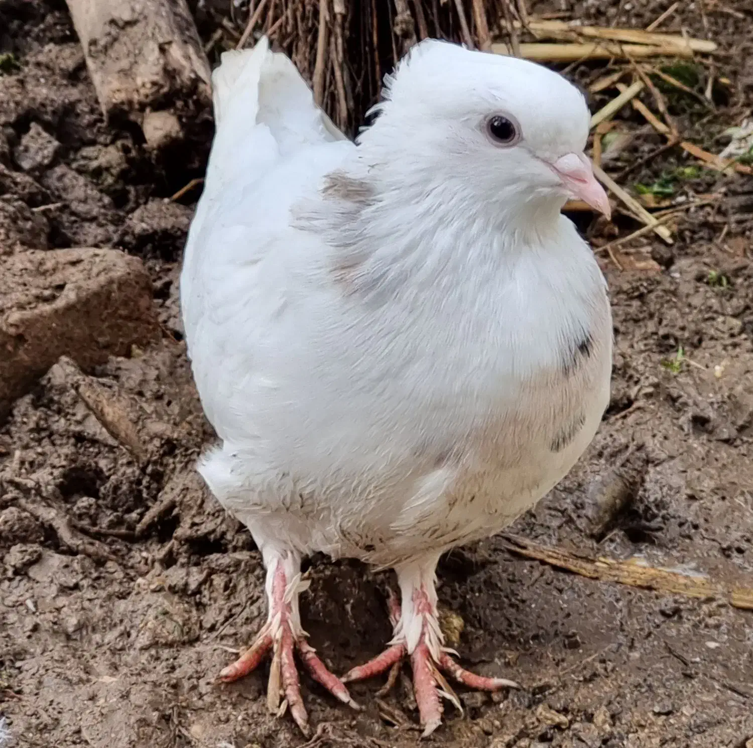 کبوتر طوقی ماده|پرنده|بابل, |دیوار