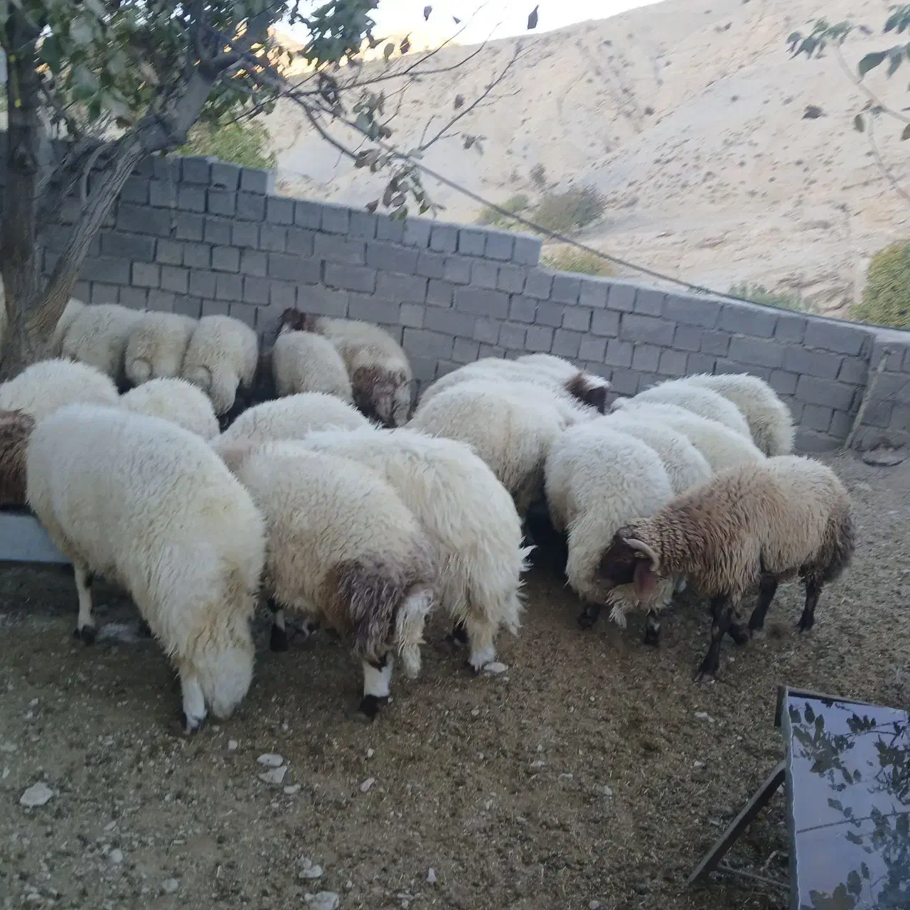 بره|حیوانات مزرعه|سیوان, |دیوار