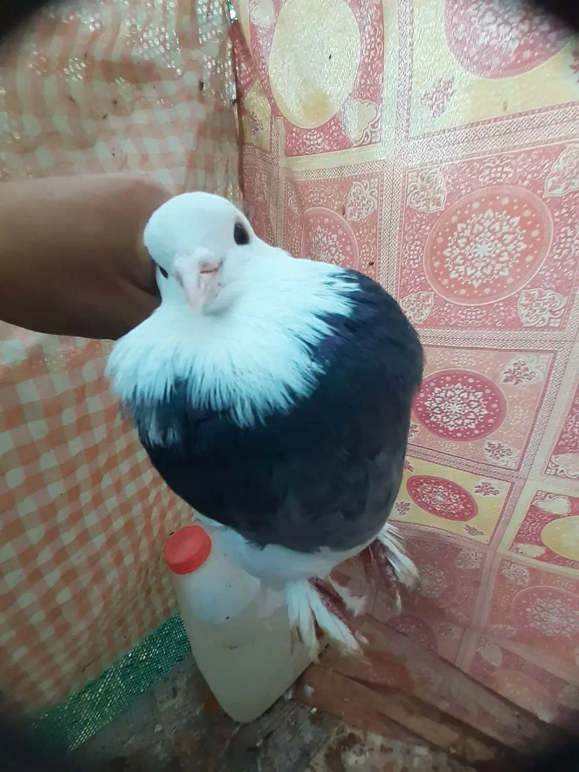 کفتر طوقی شازده|پرنده|نجف‌آباد, جعفرآباد|دیوار