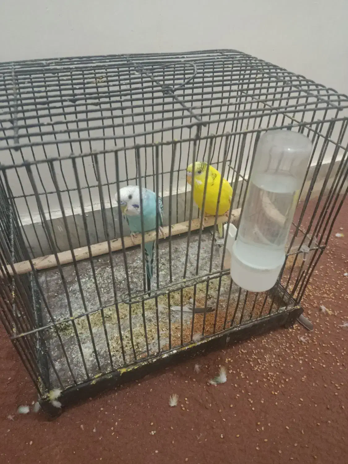 مرغ عشق باقفس و بقیه چیزها|پرنده|زابل, |دیوار