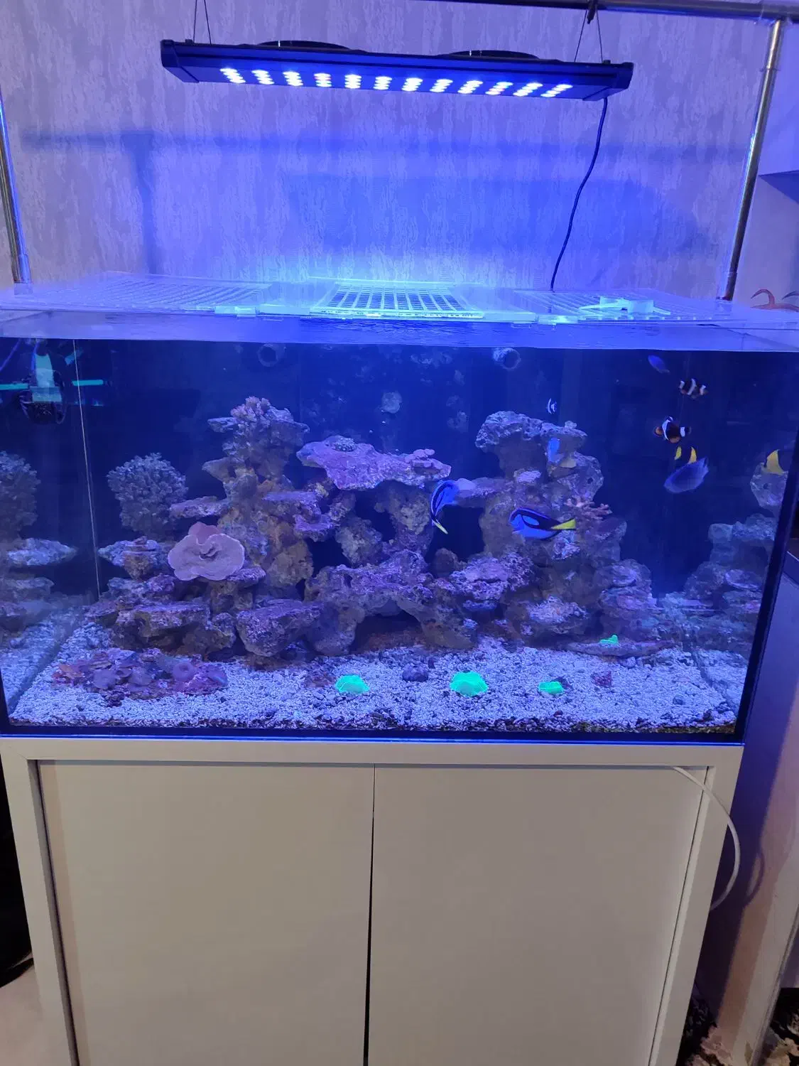 آکواریوم ابشور|ماهی|تهران, امین حضور|دیوار