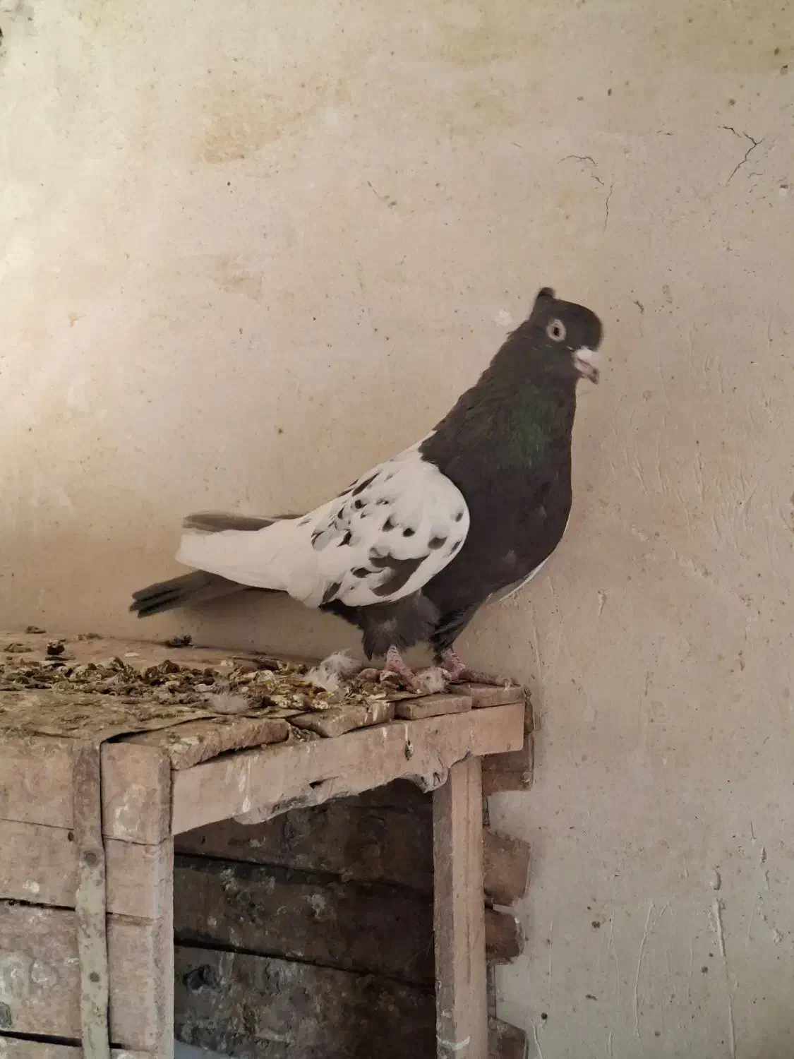 جفت نر ماده دم سیاه و دم قهوای تهران|پرنده|اقبالیه, |دیوار