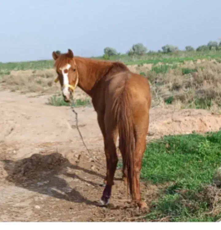 سلام کردتاخت ویورقه|اسب و تجهیزات اسب‌سواری|بیرجند, |دیوار