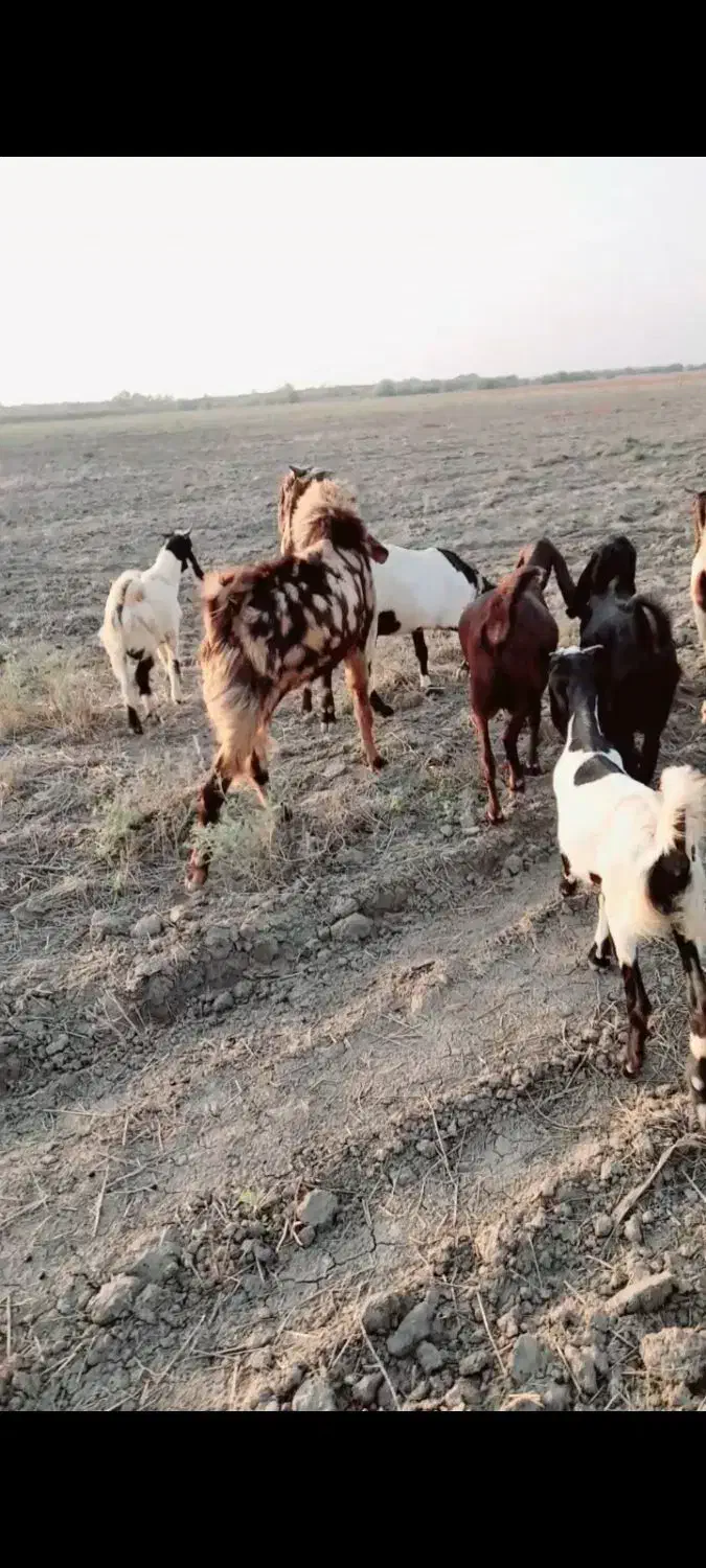 یک جفت نر بز خیلی عالی معاوضه با گوسفند هم داریم|حیوانات مزرعه|گنبد کاووس, |دیوار